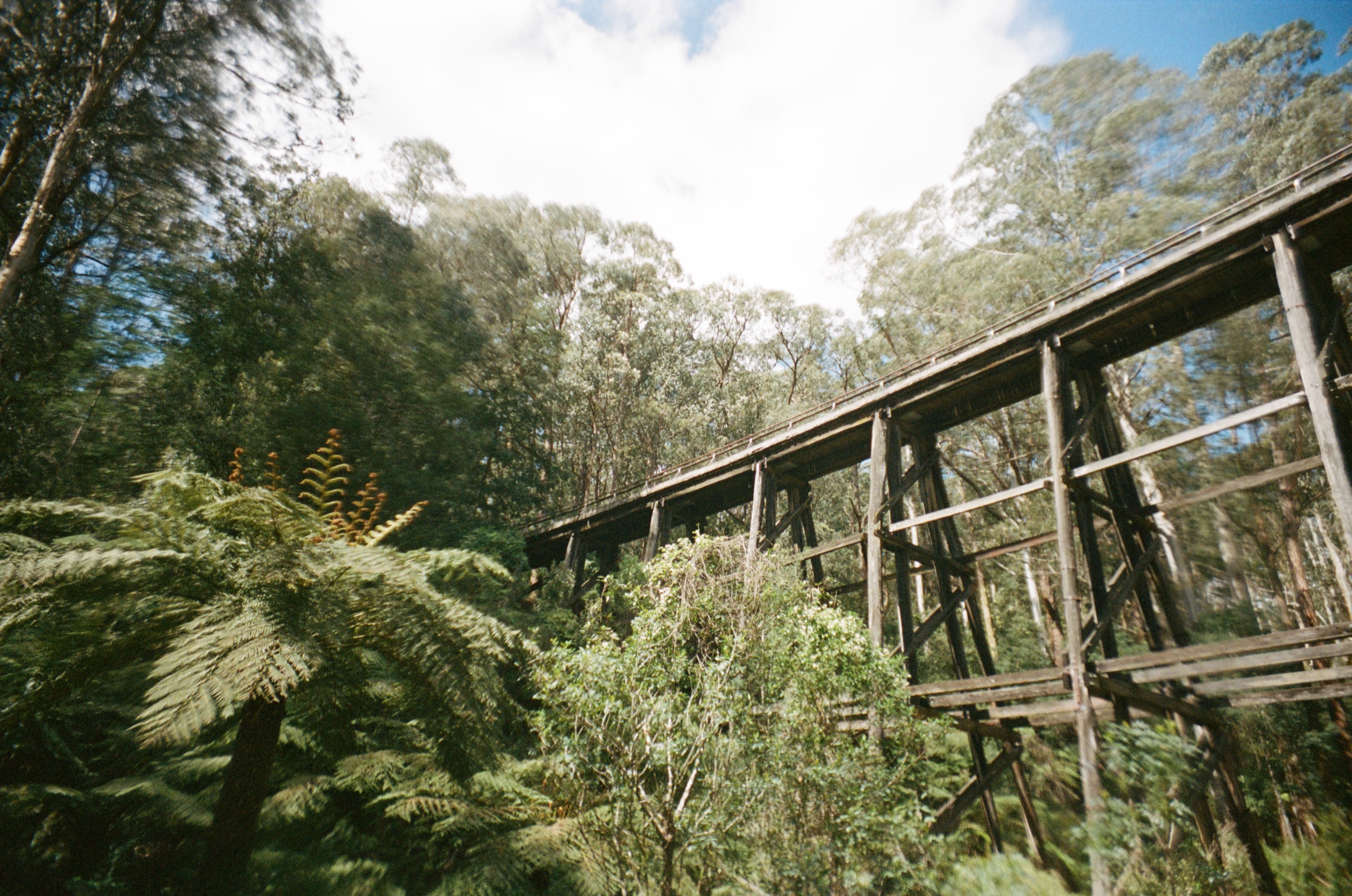Elevated walkway through ferny forest