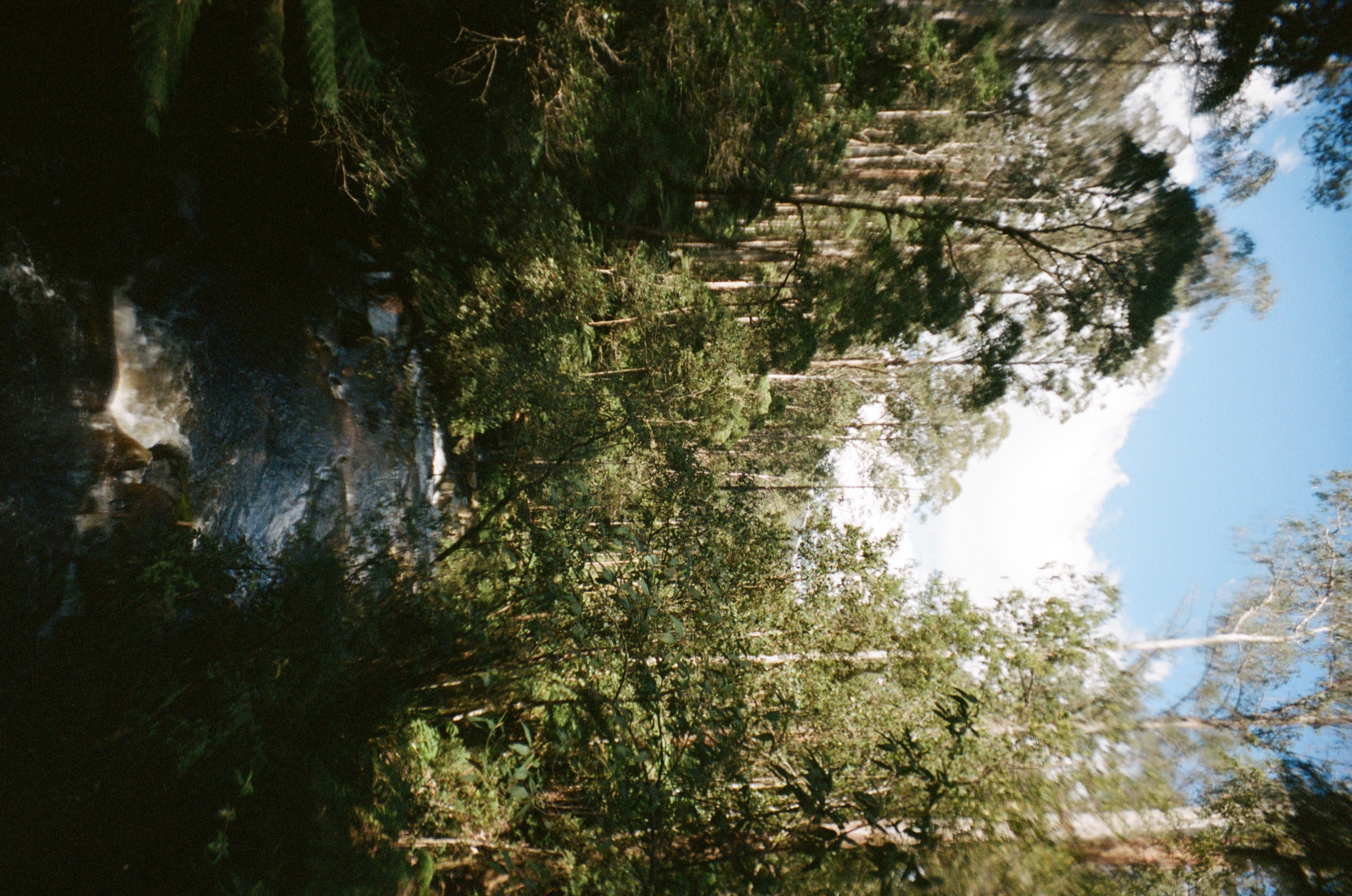 Creek and trees in soft light