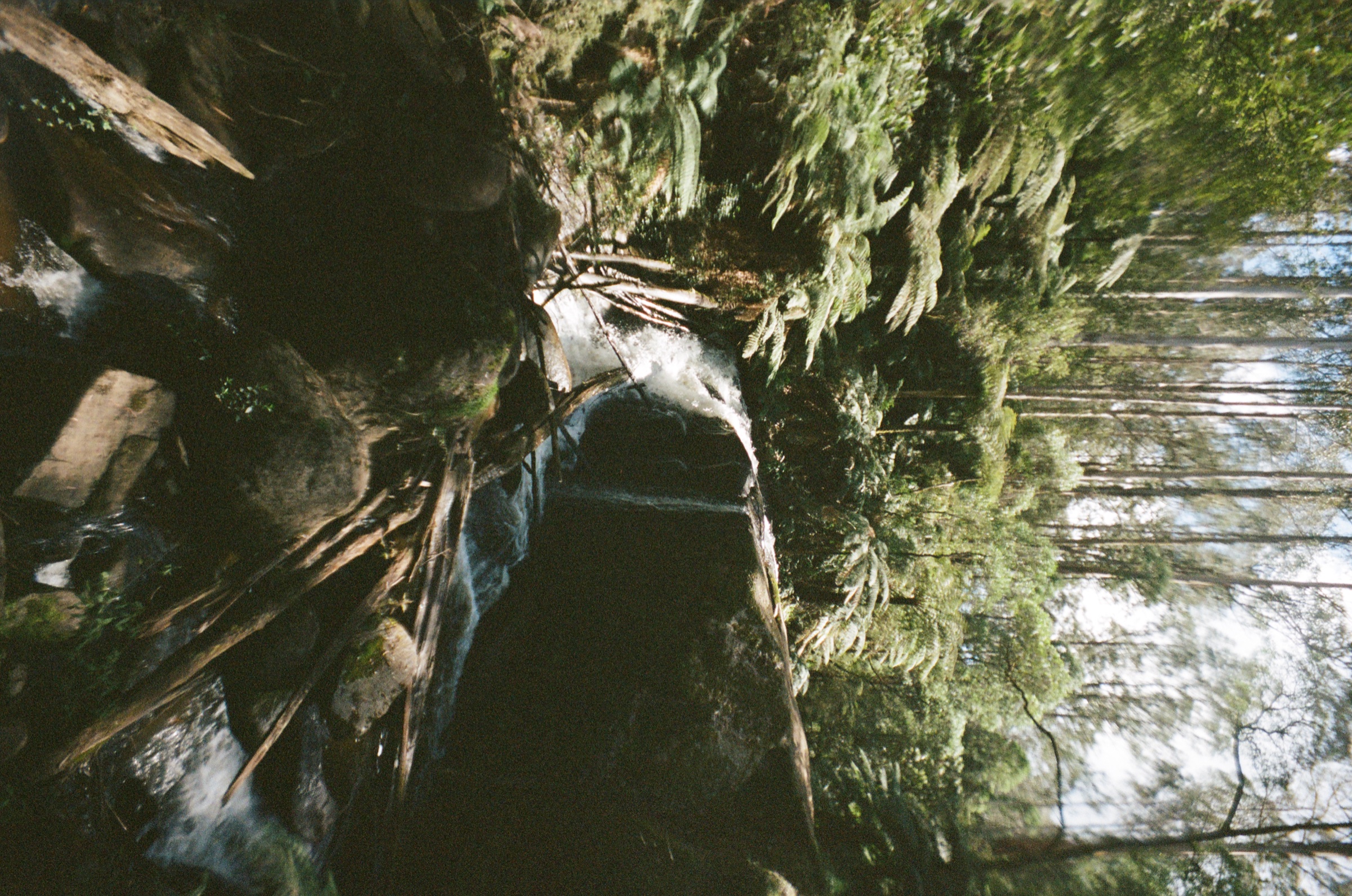Rocky creek and forest shadows