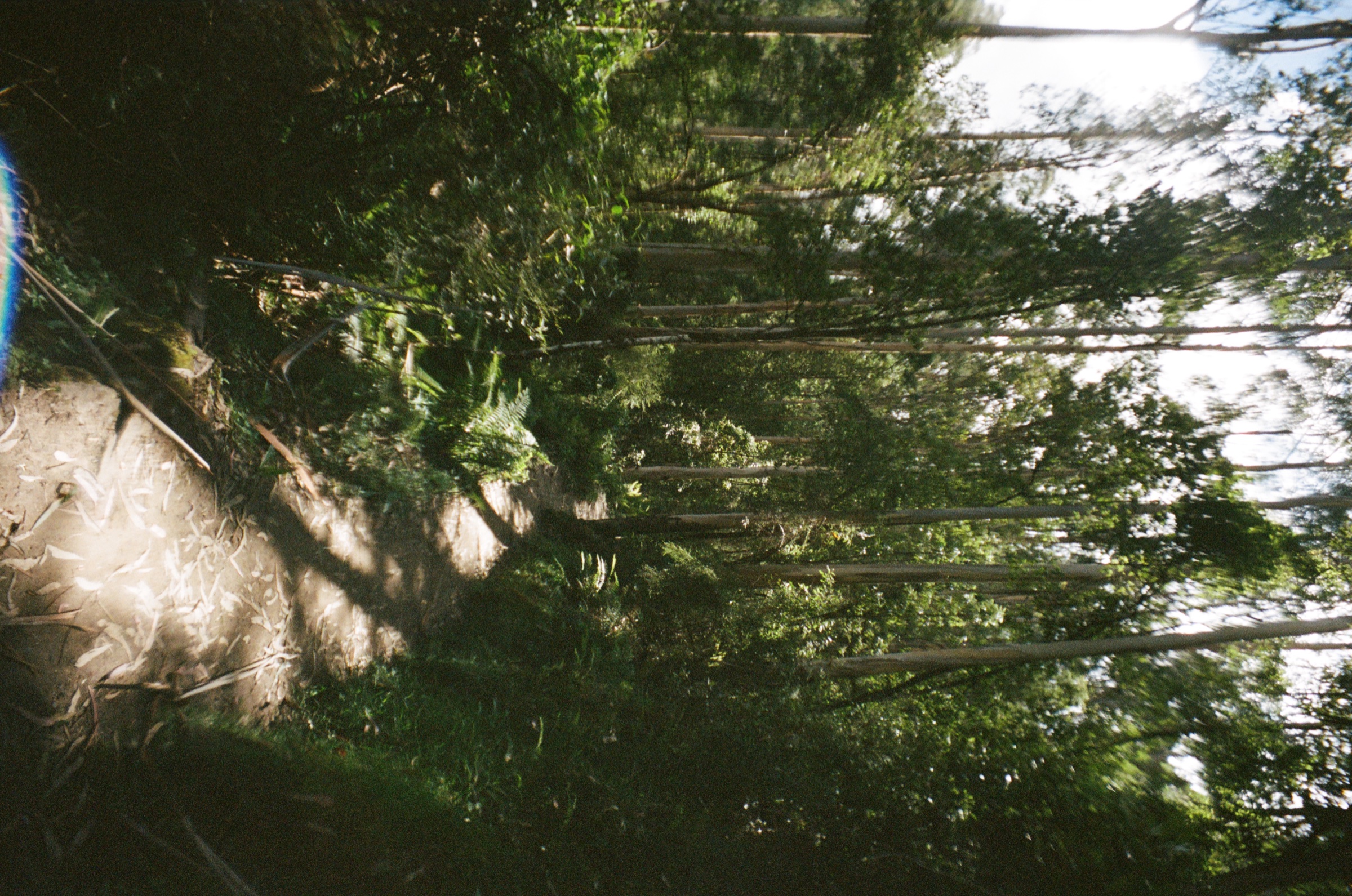 Forest path and tree canopy