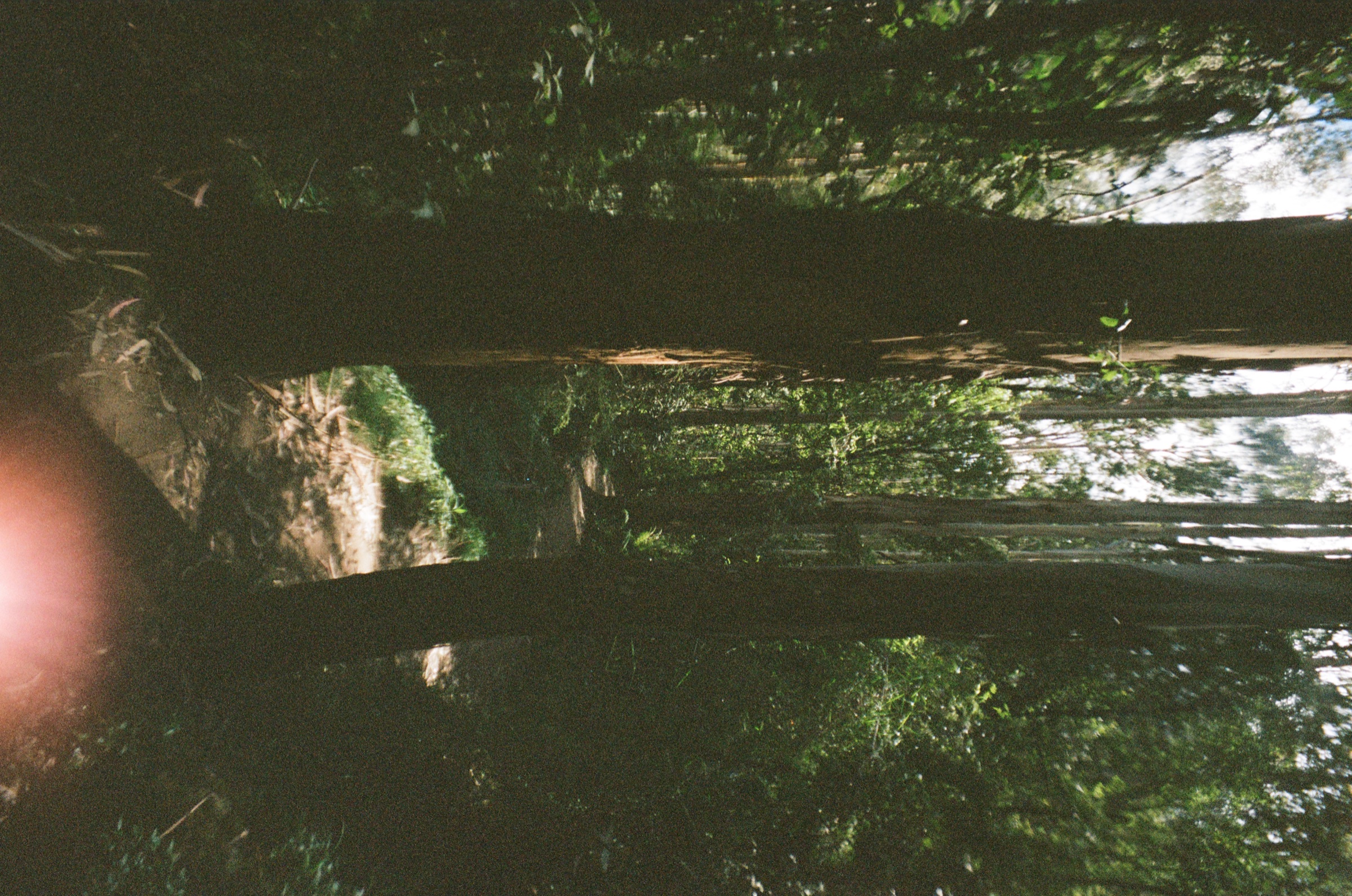 Forest frame with a finger light leak