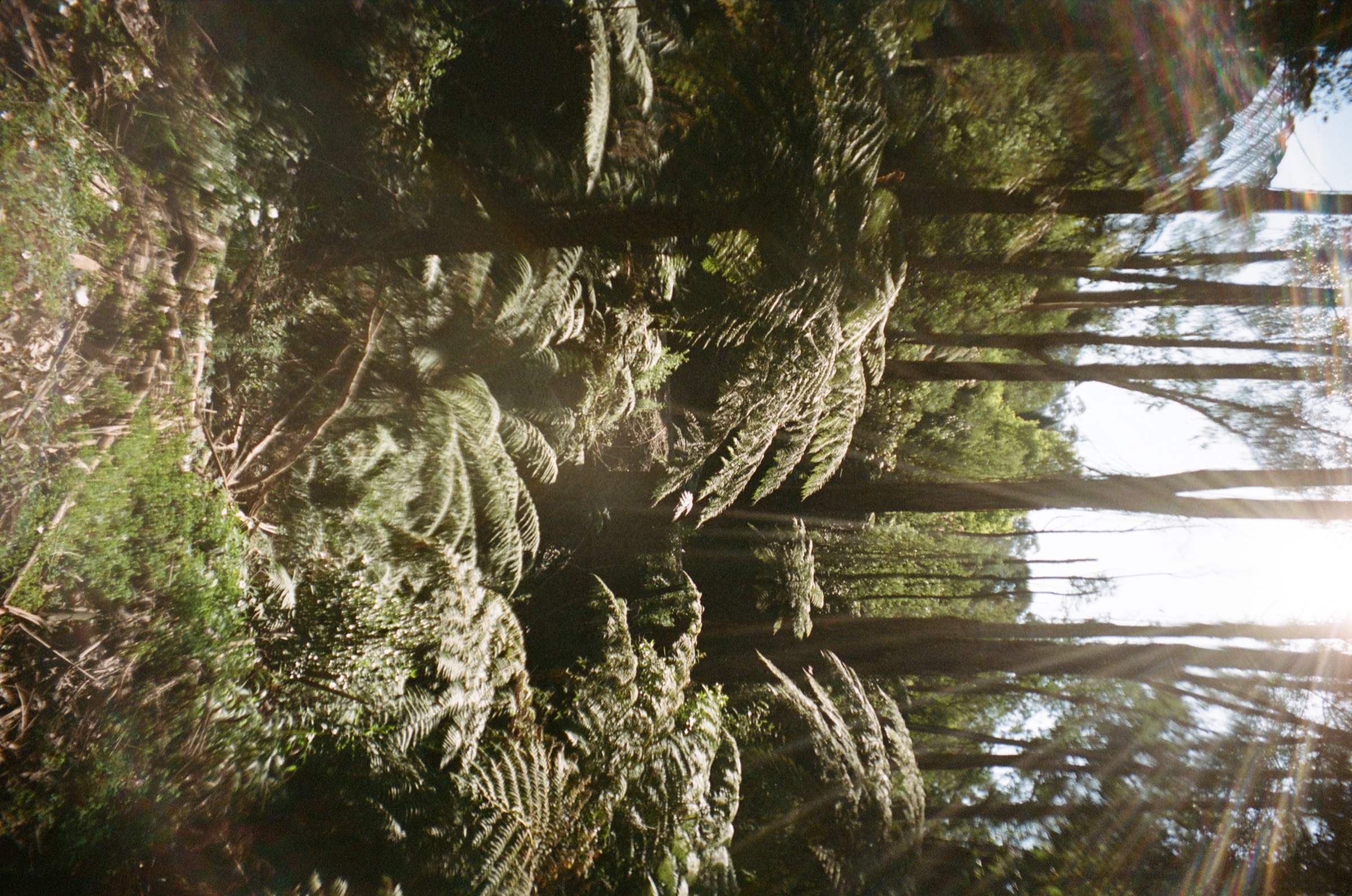 Ferns and tree trunks in the forest