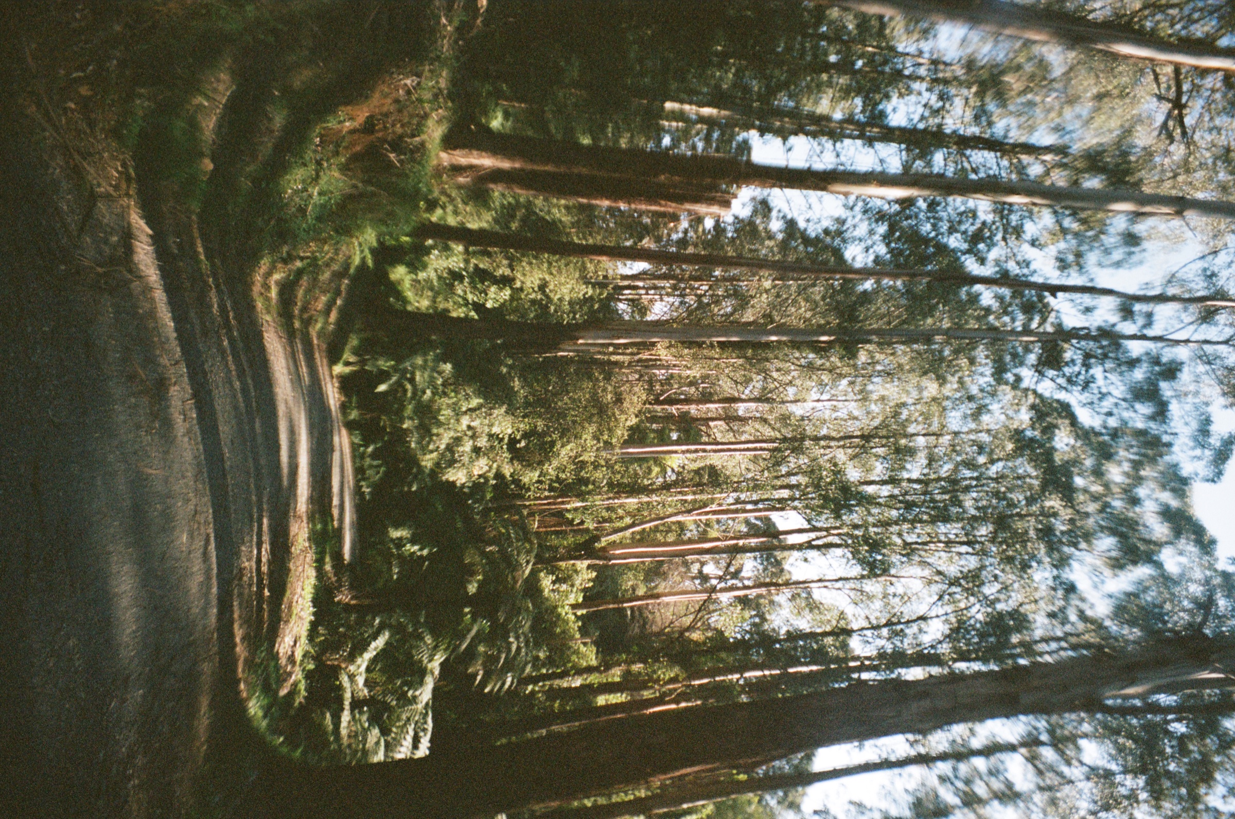 Curving path through tall trees