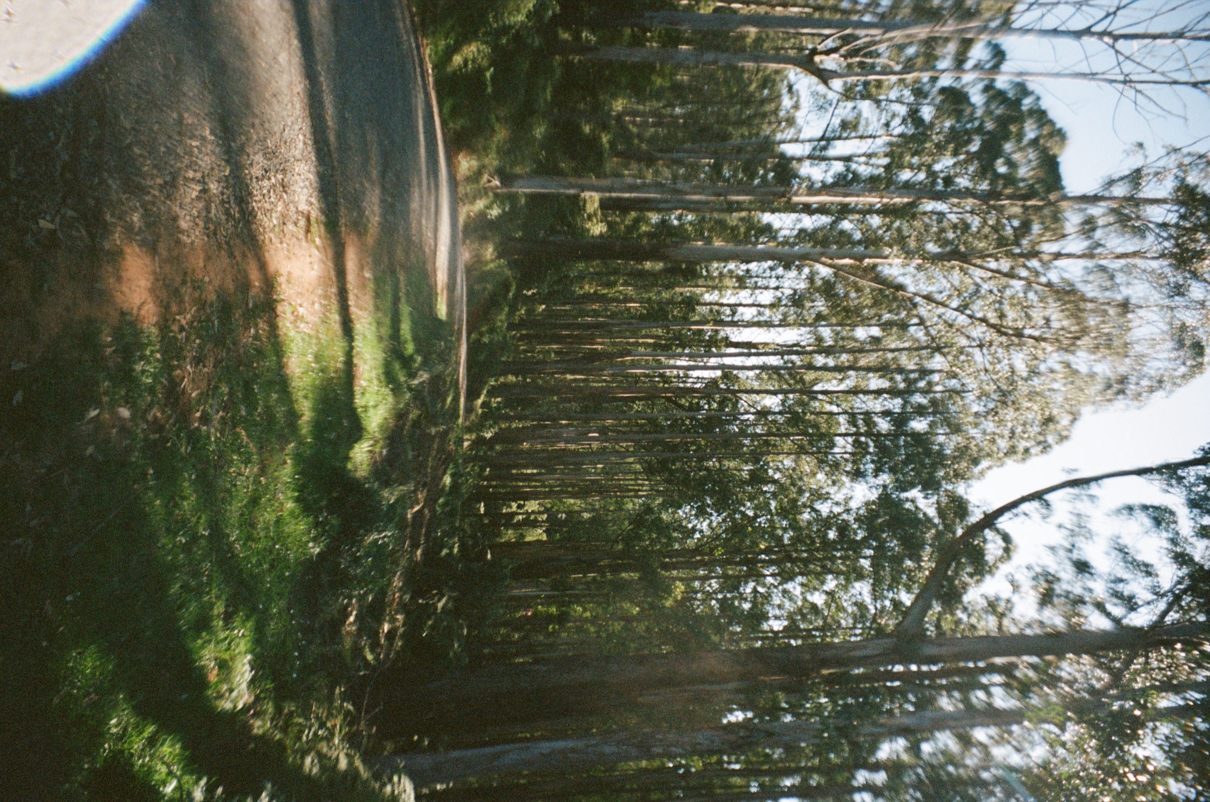 Mossy forest floor and tree trunks