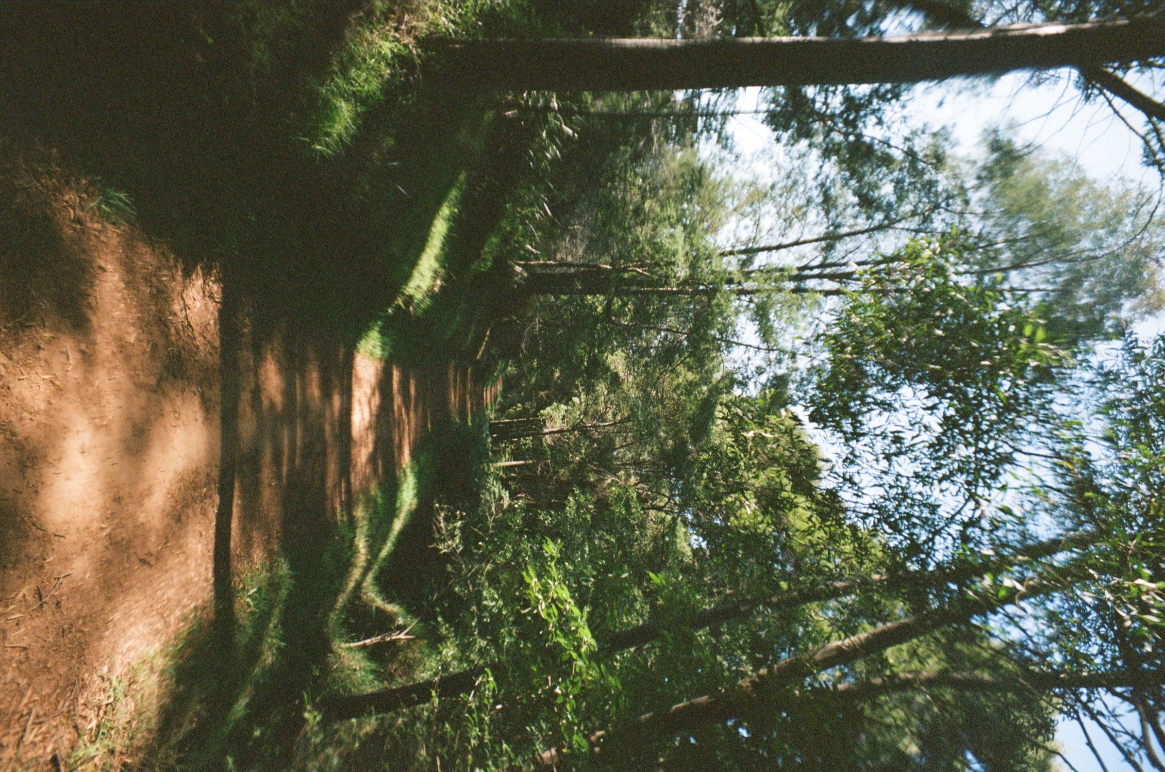 Leafy path in bright forest light