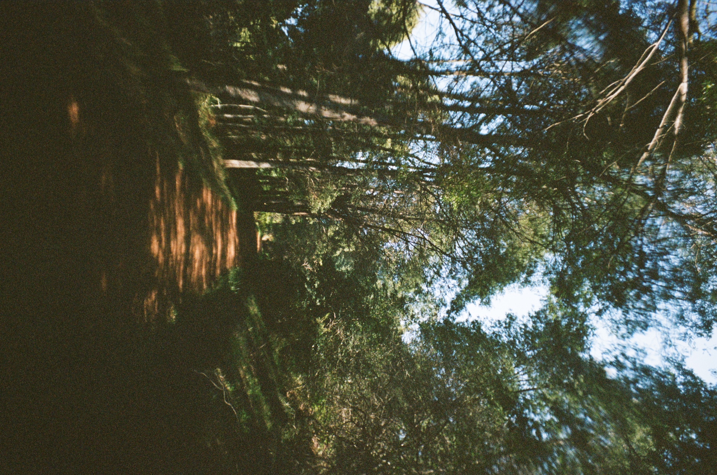 Shaded forest path and canopy