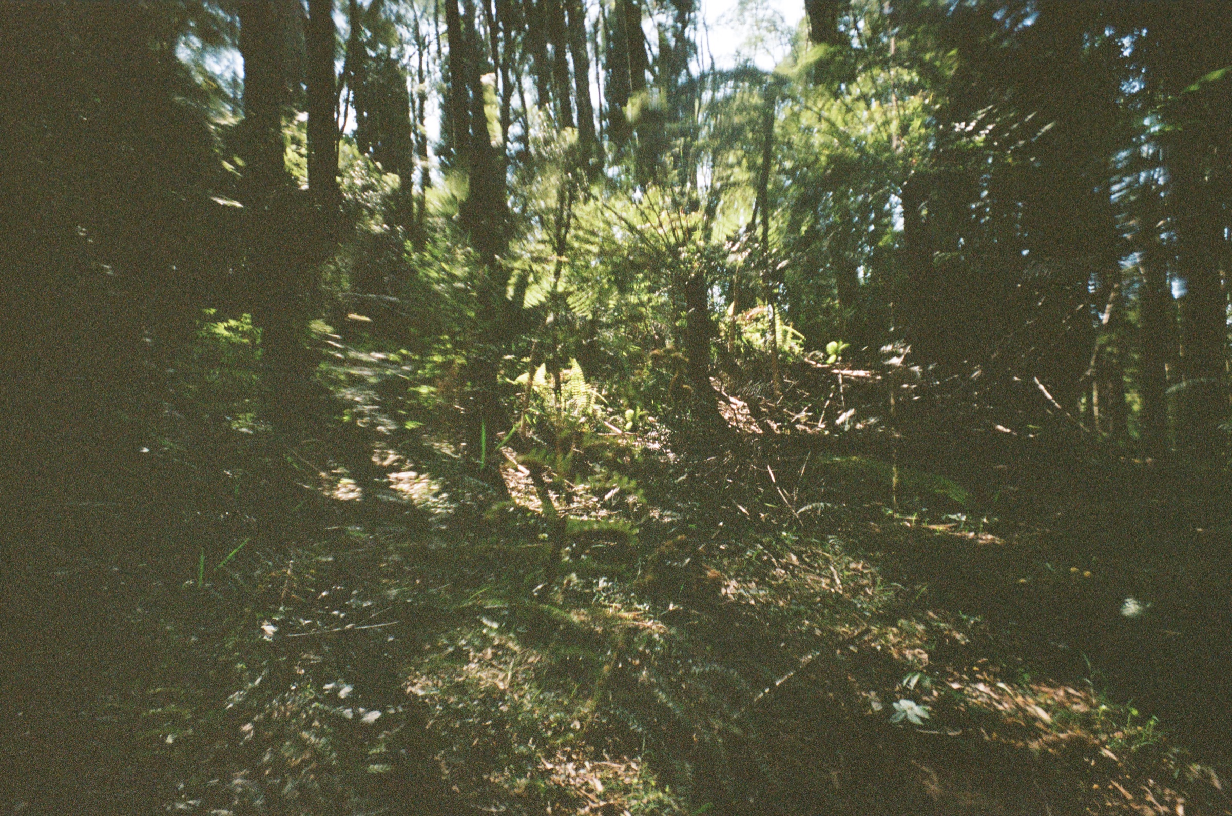 Deep forest scene with soft shadows