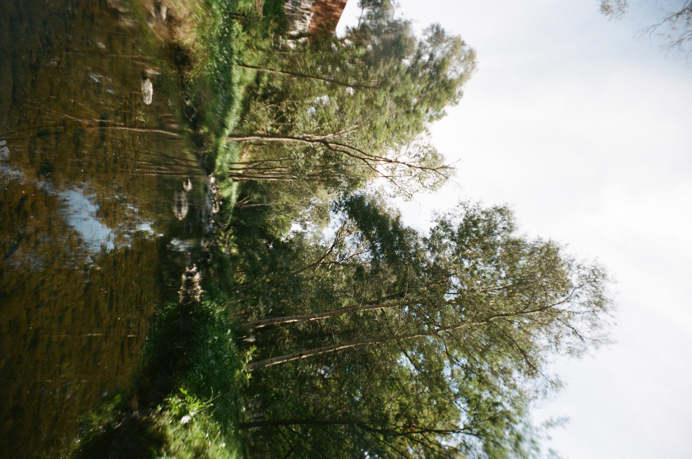 Trees reflected beside water