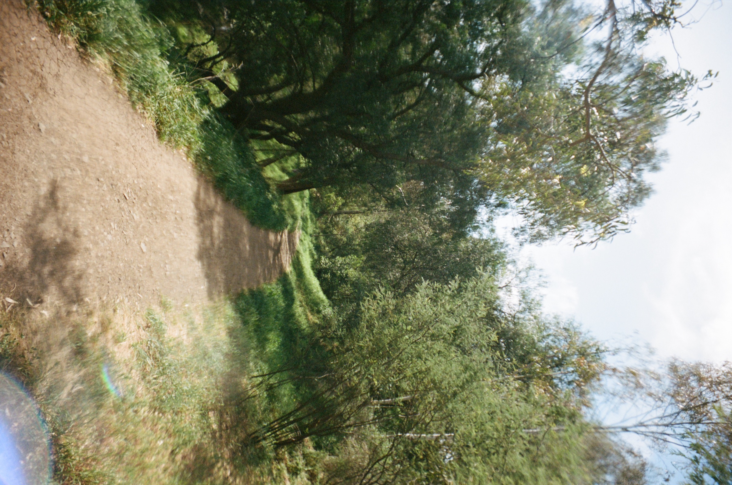 Dry path beside green shrubs