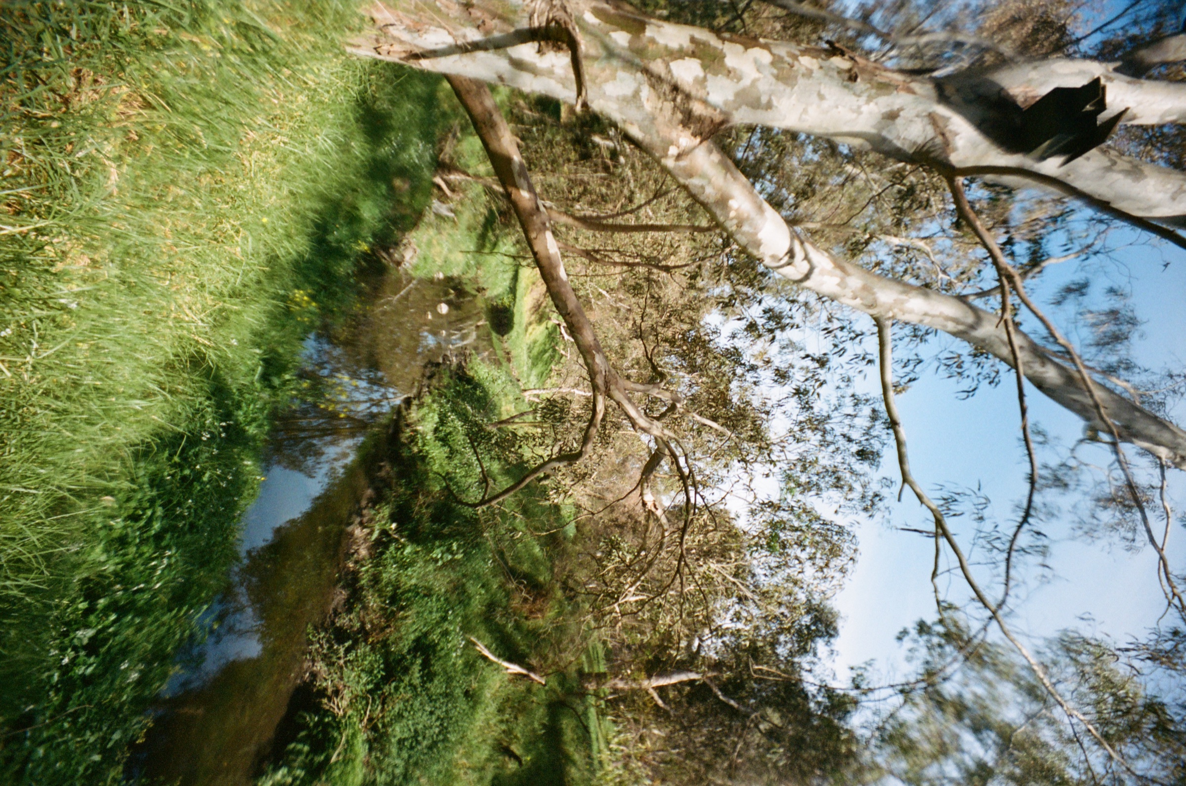 Tree branches and water below