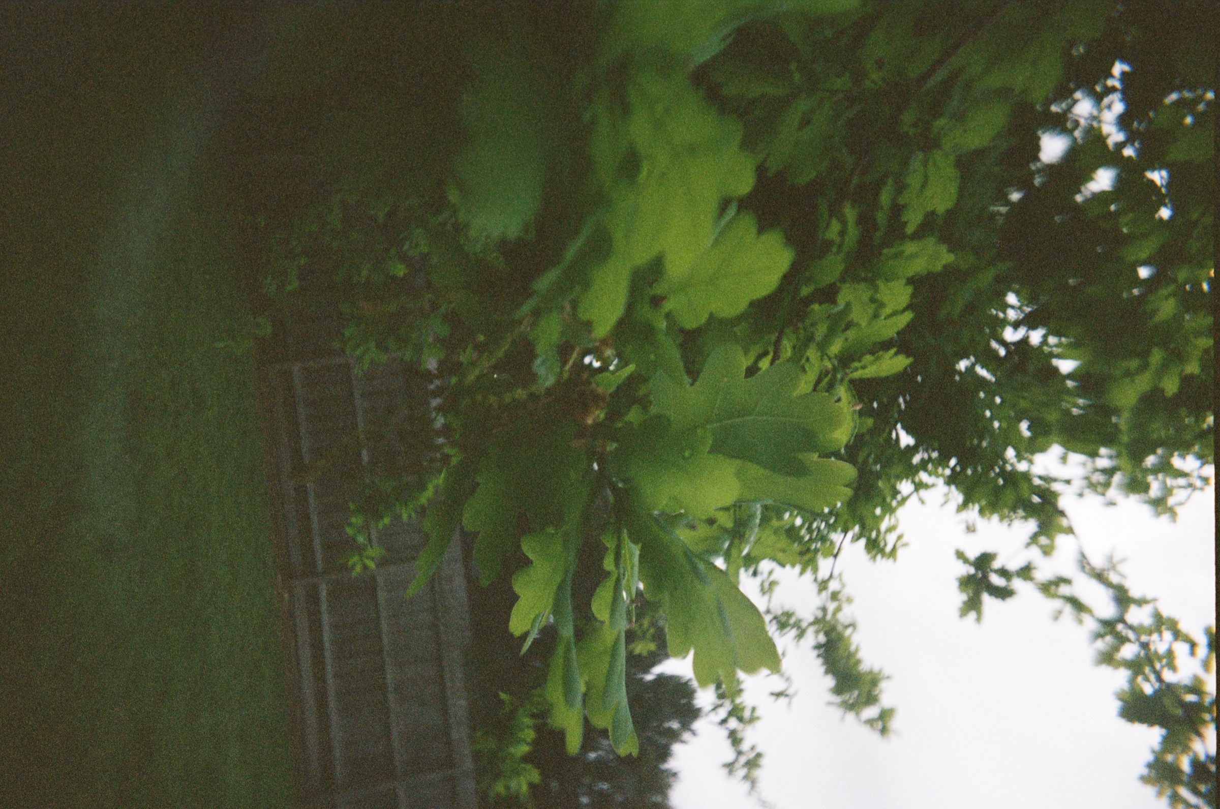 Leafy tree canopy beside a building