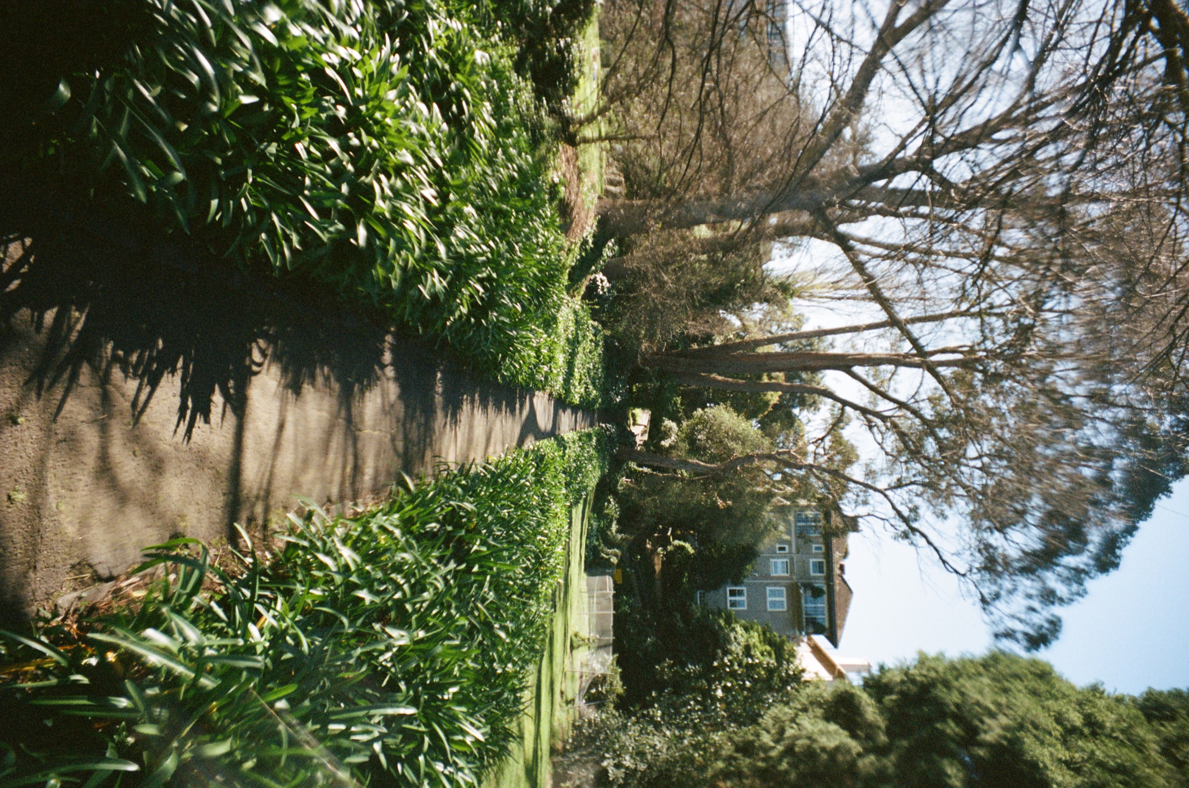 Garden plants beside a house