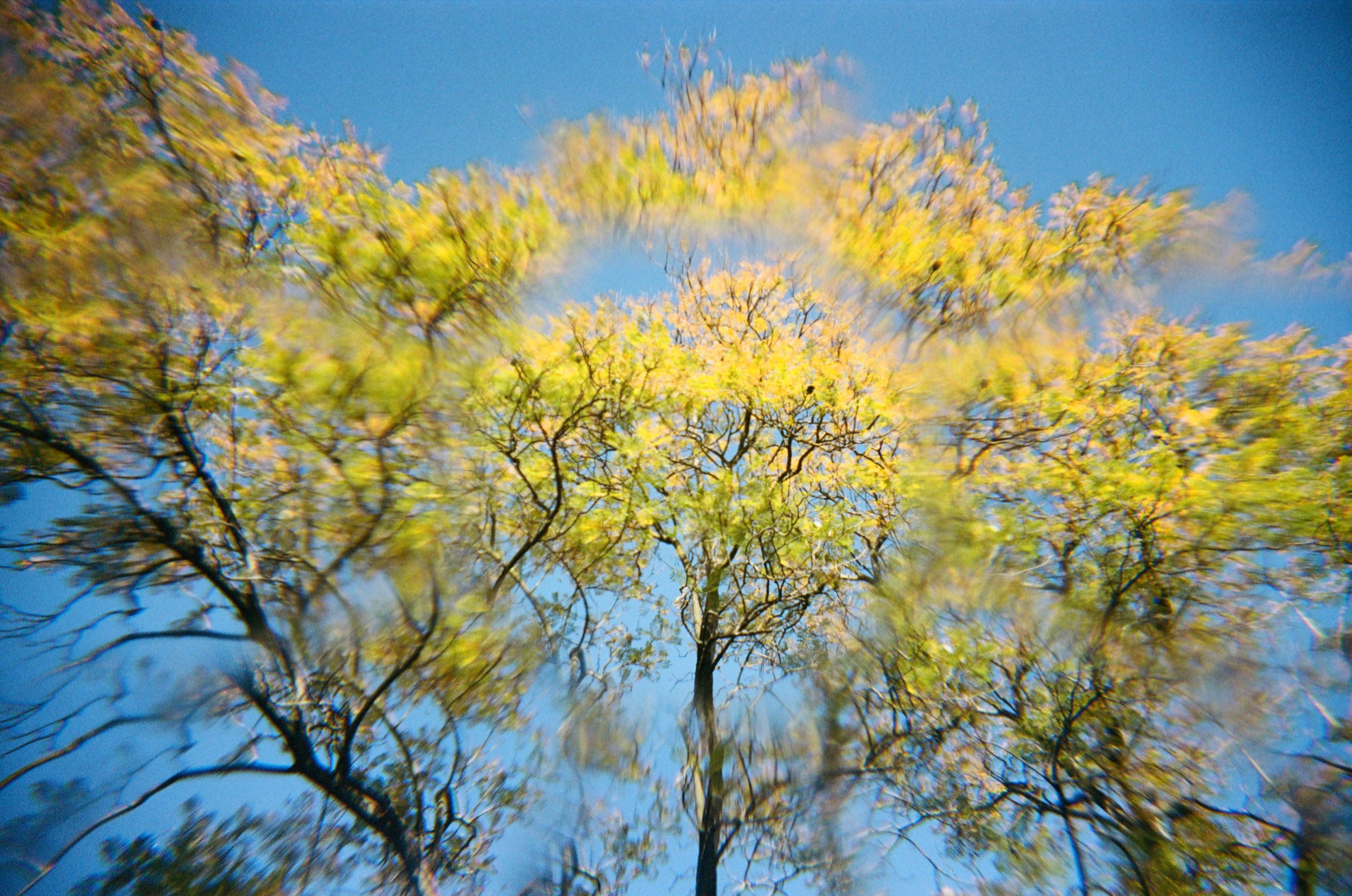 Yellow flowering tree against blue sky
