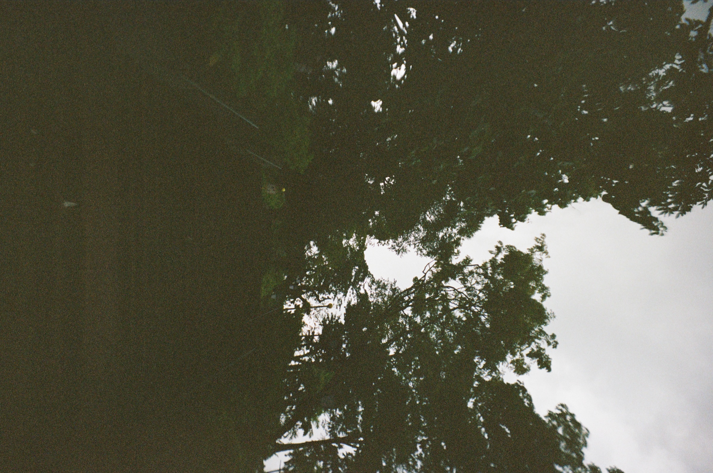 Dark tree canopy silhouette