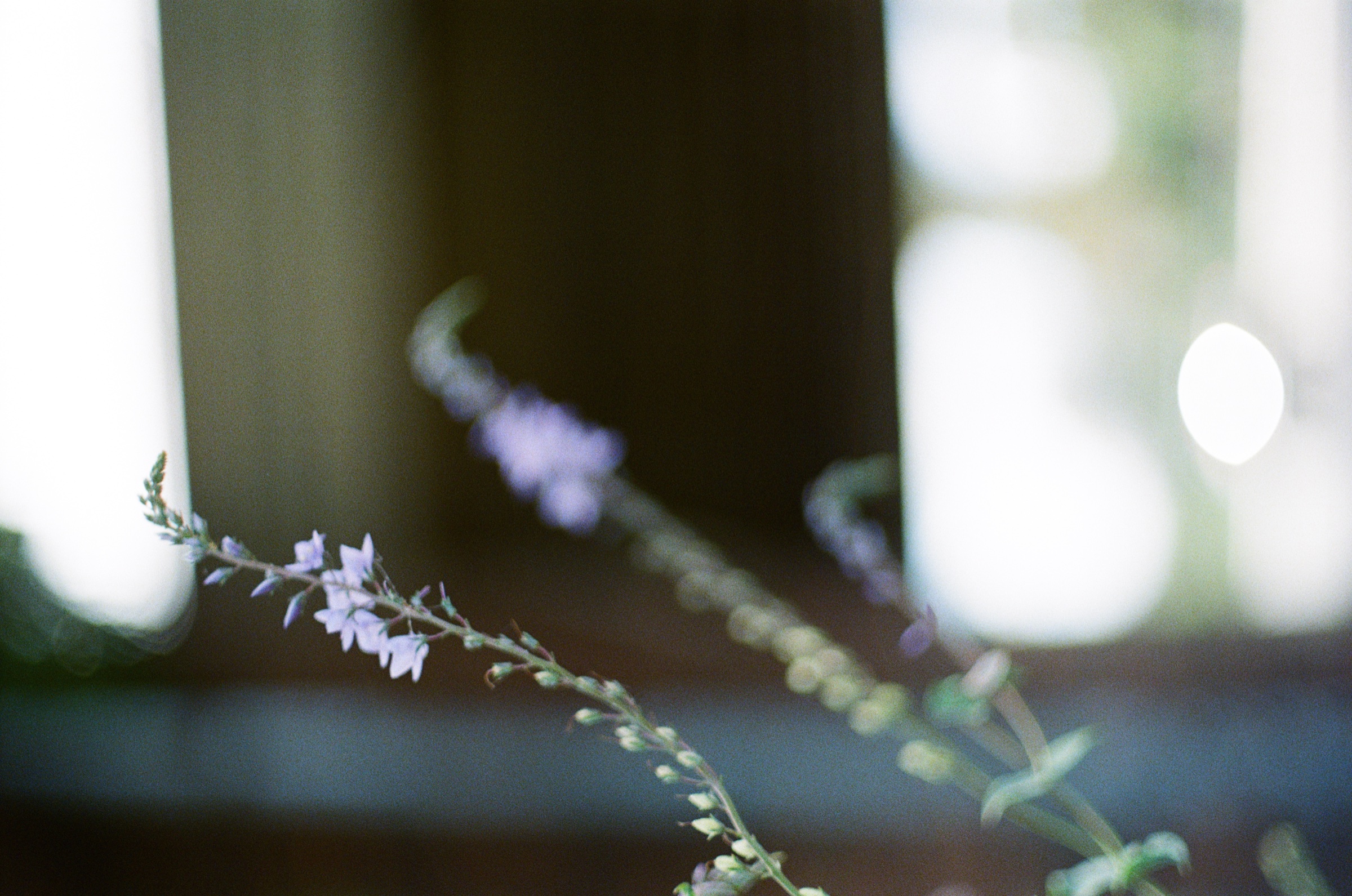 Purple flower stem beside a bright window