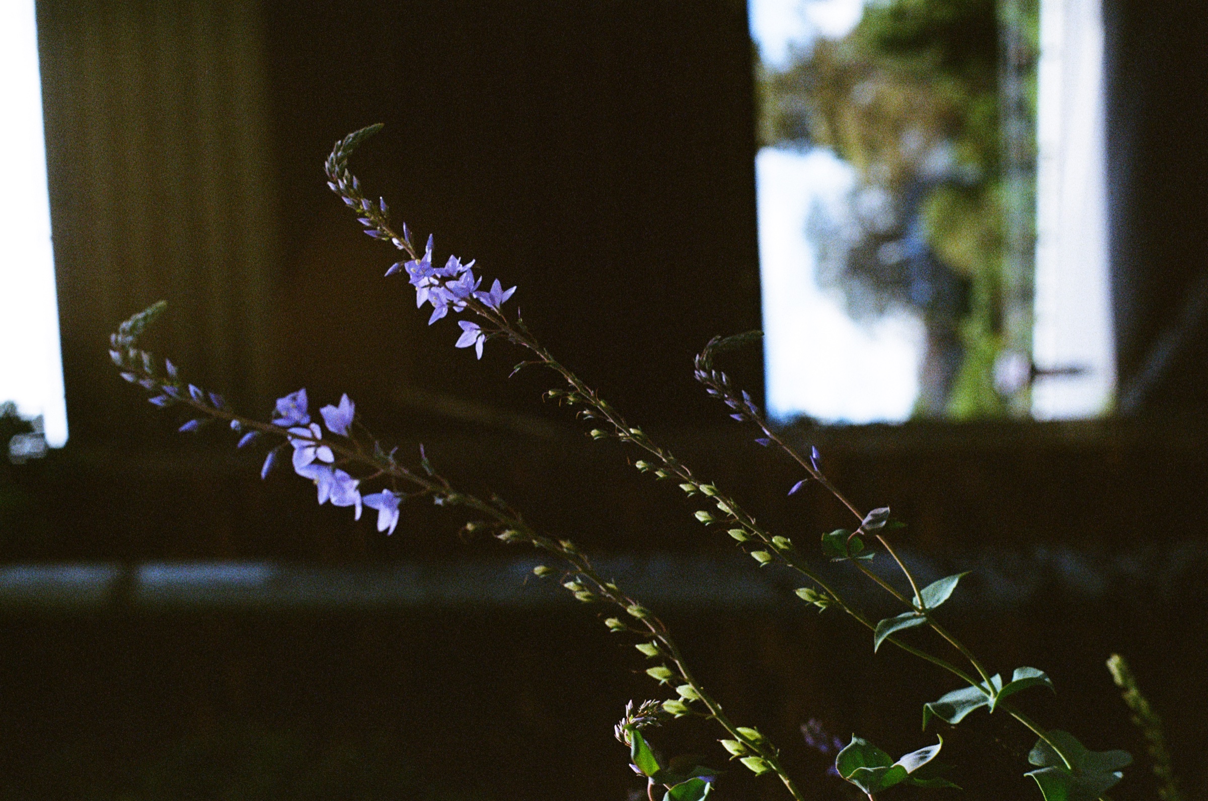 Purple flower stem in dark window light