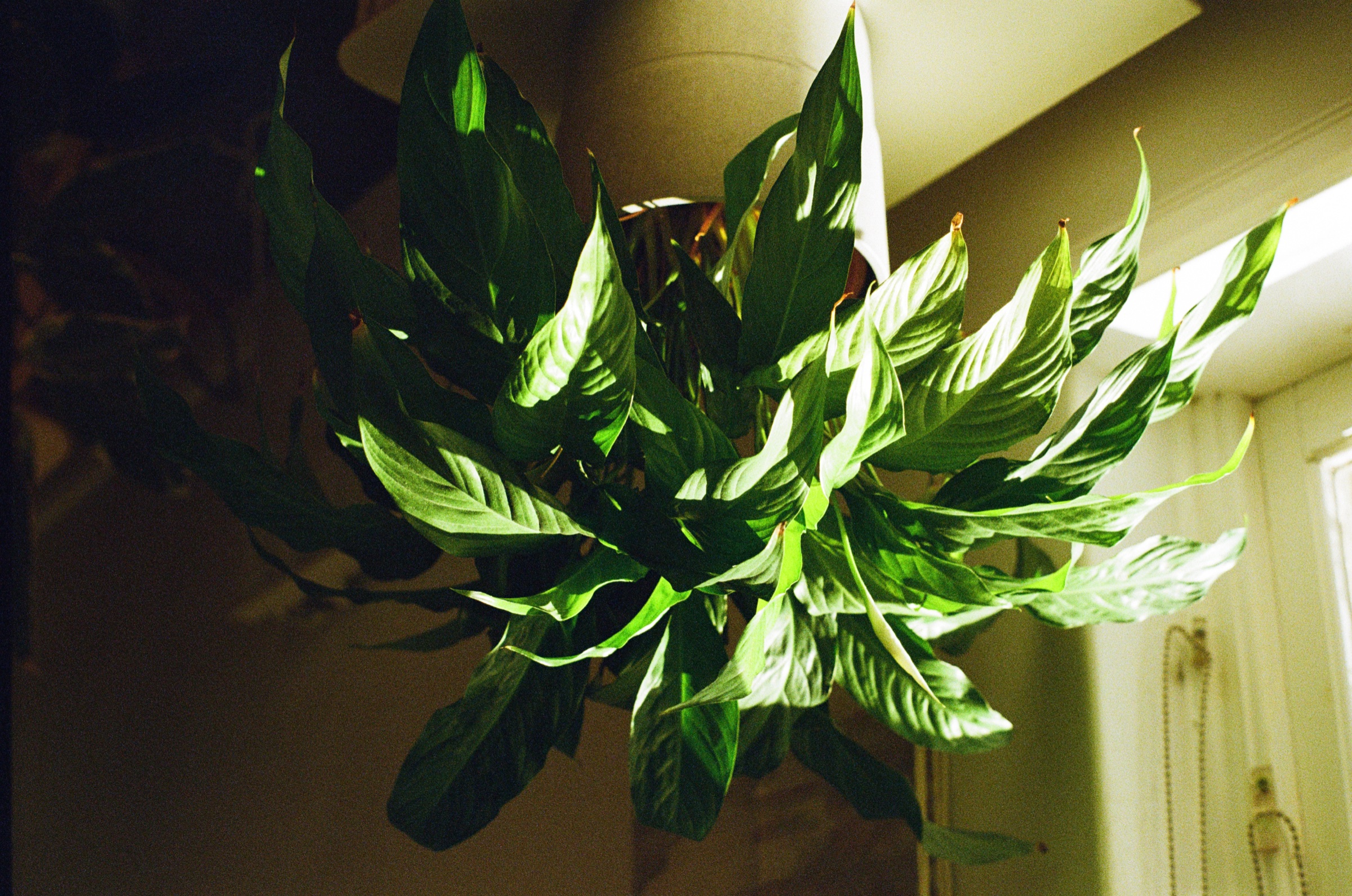 Leafy indoor plant in warm room light