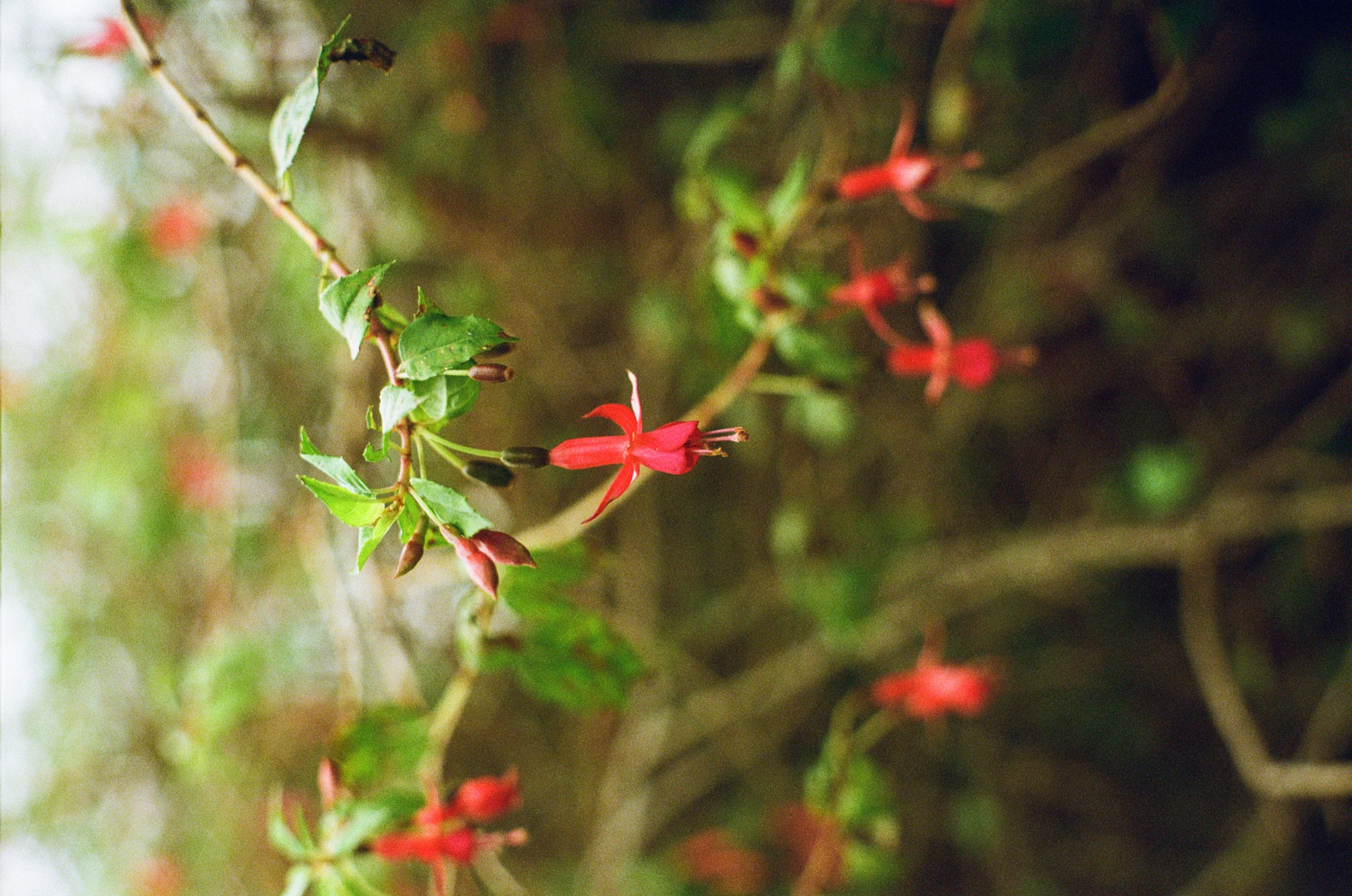 Red flowers scattered through soft garden foliage