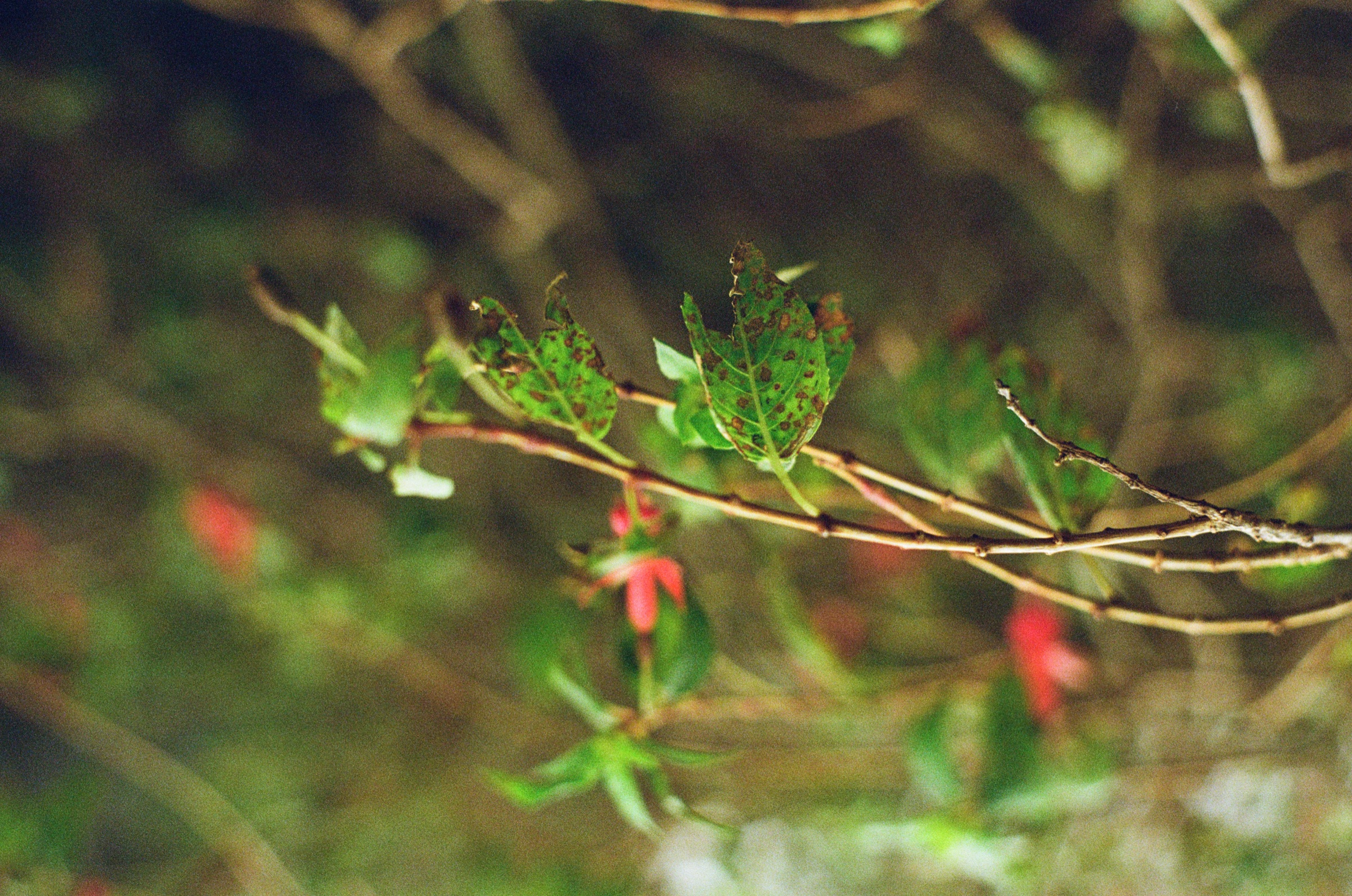 Small red flowers and green stems close up