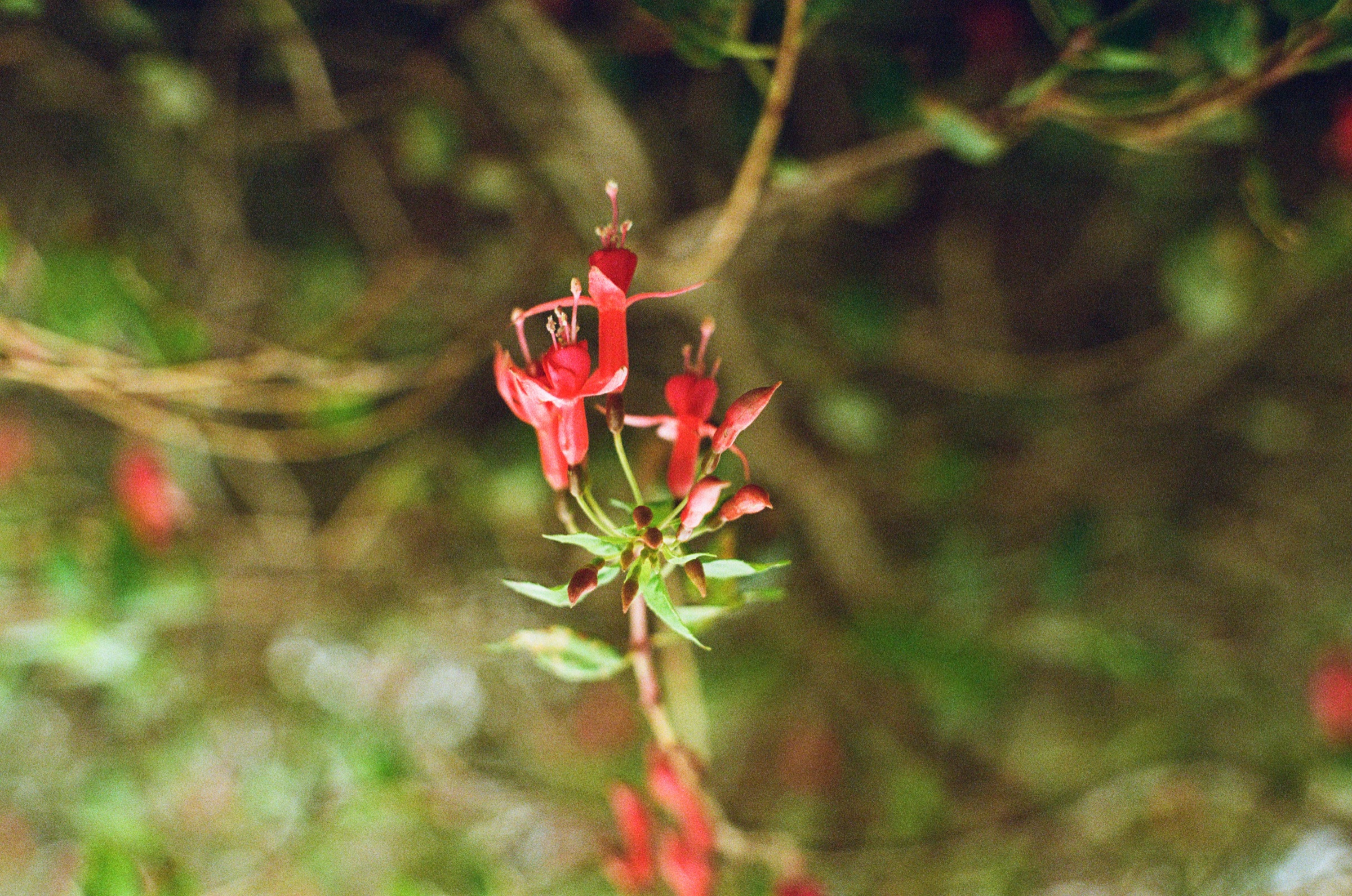 Red flower close up against muted greenery