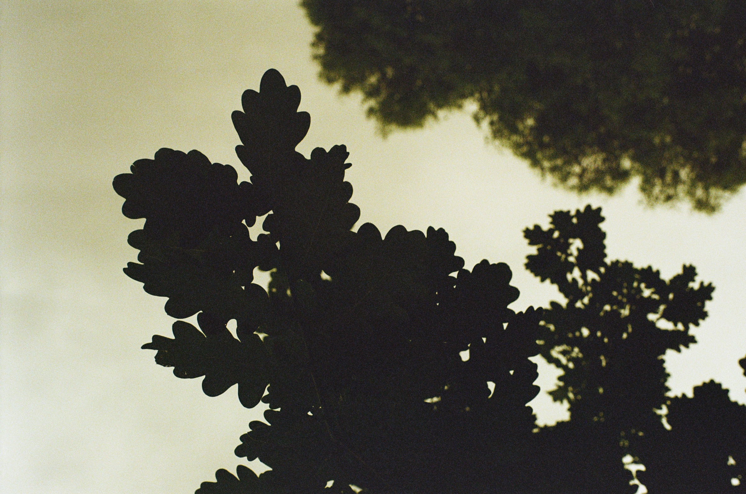 Tree canopy silhouette against a pale sky