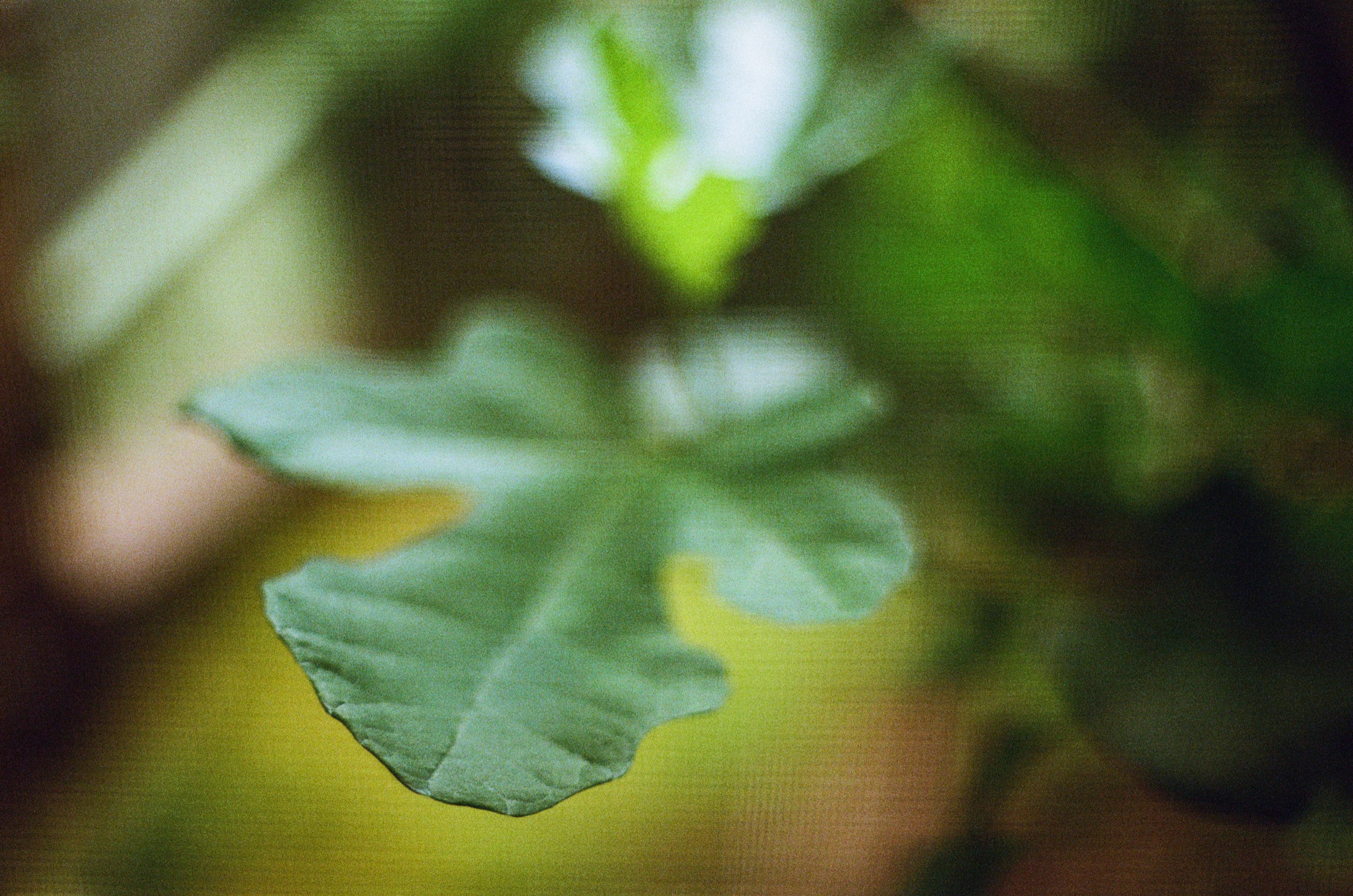 Green leaf macro with soft background blur