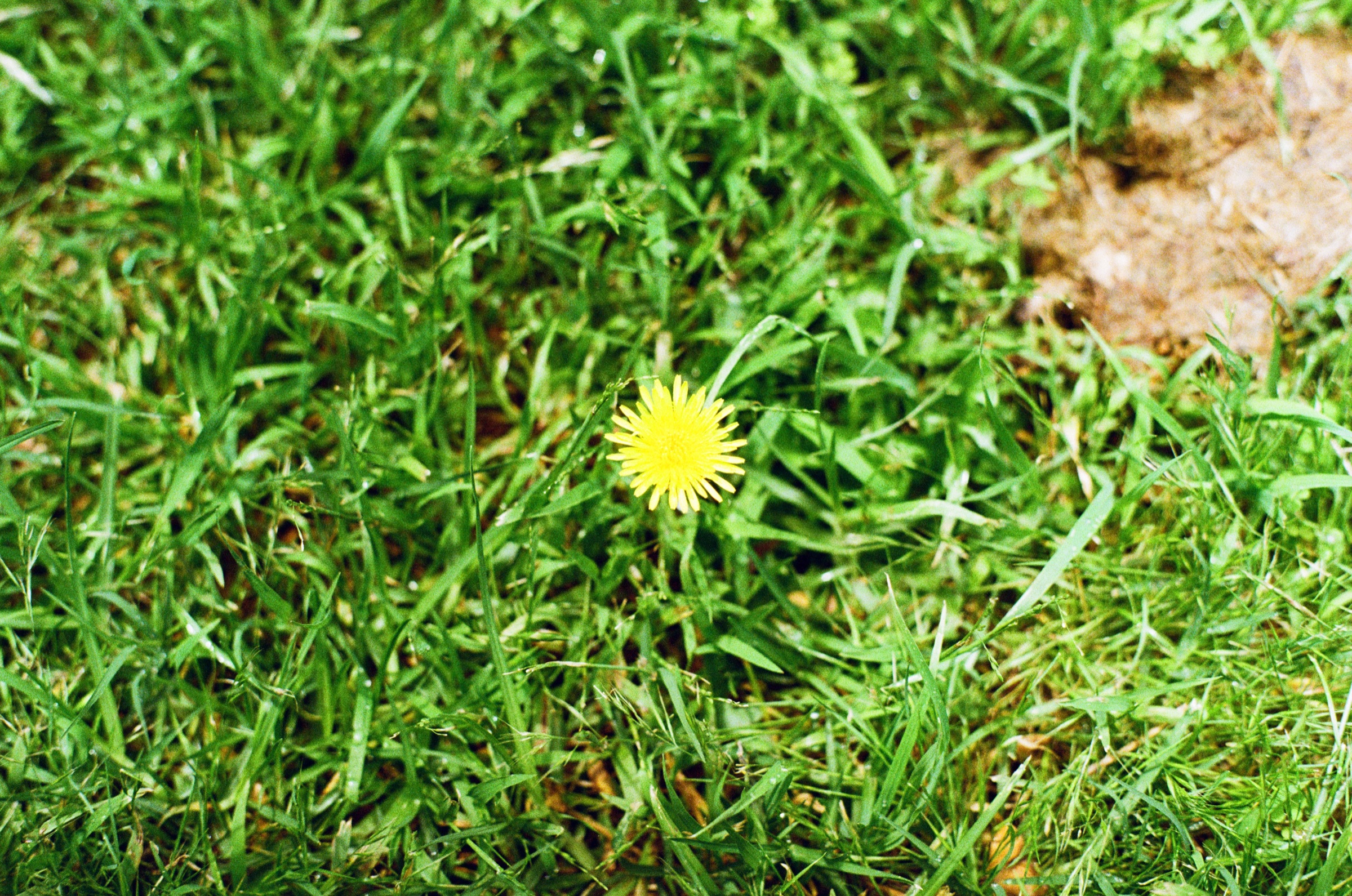 Yellow dandelion in bright grass