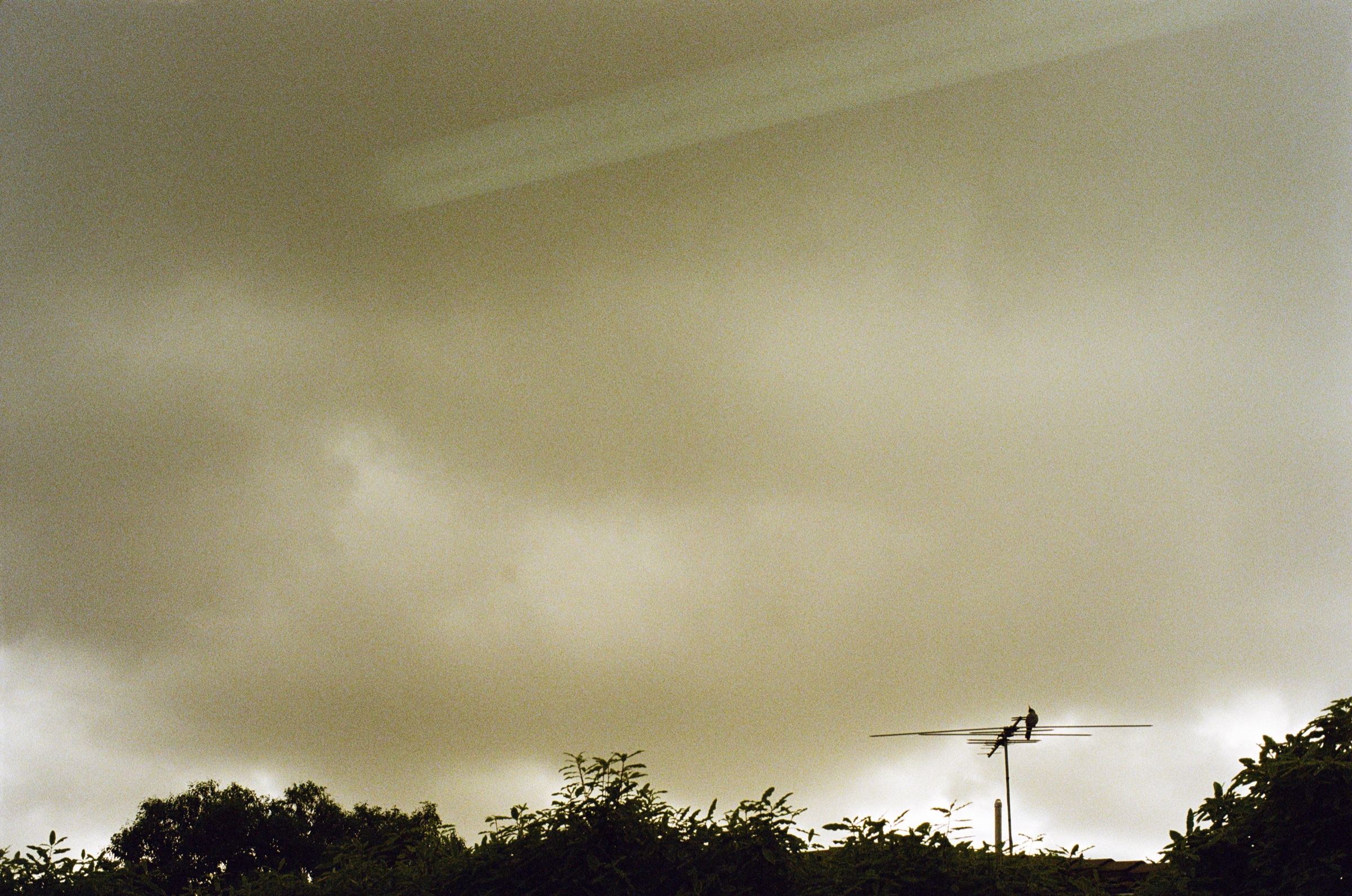 Cloudy sky over a low treeline
