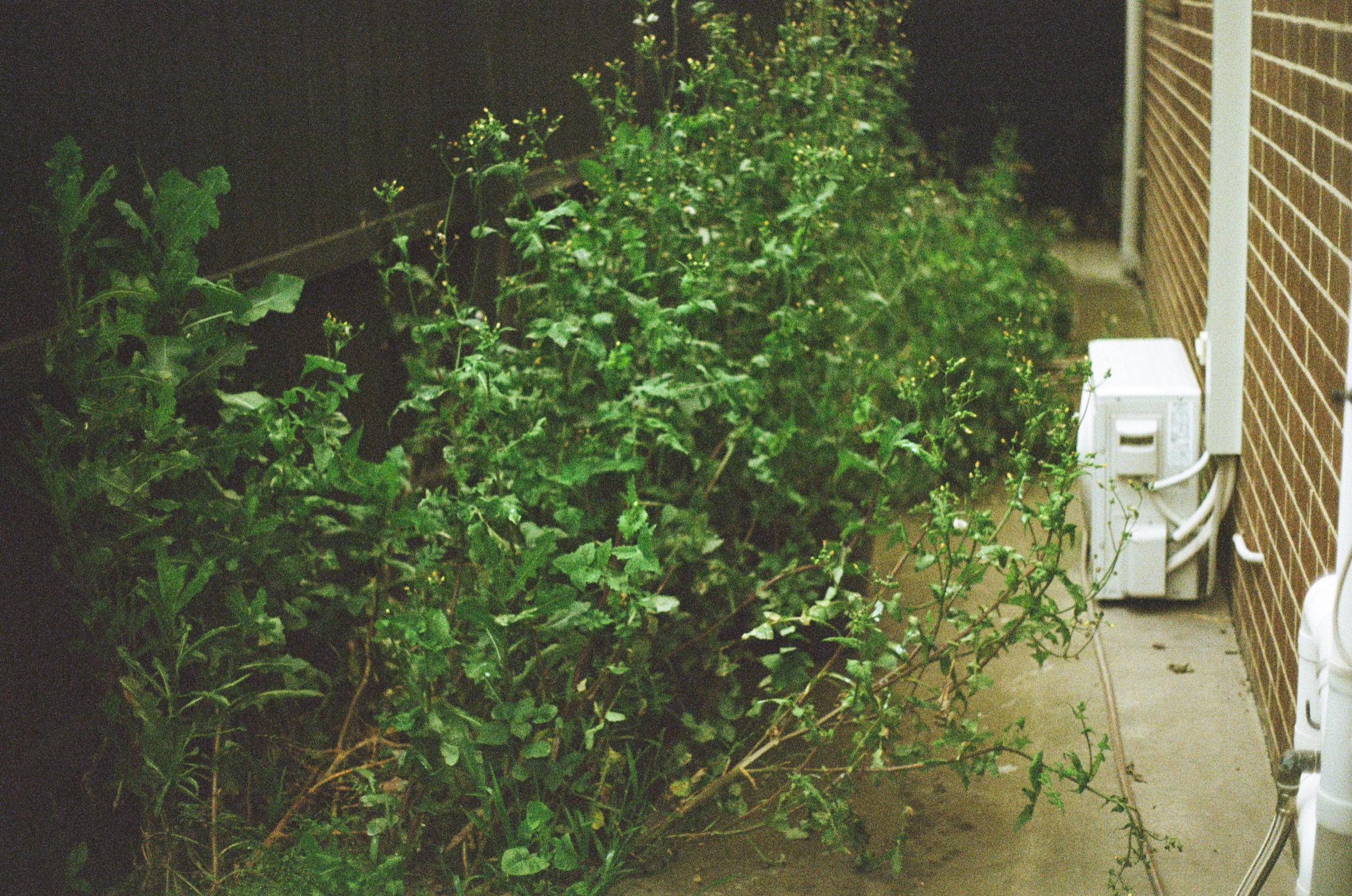 Night shrub outside a brick building