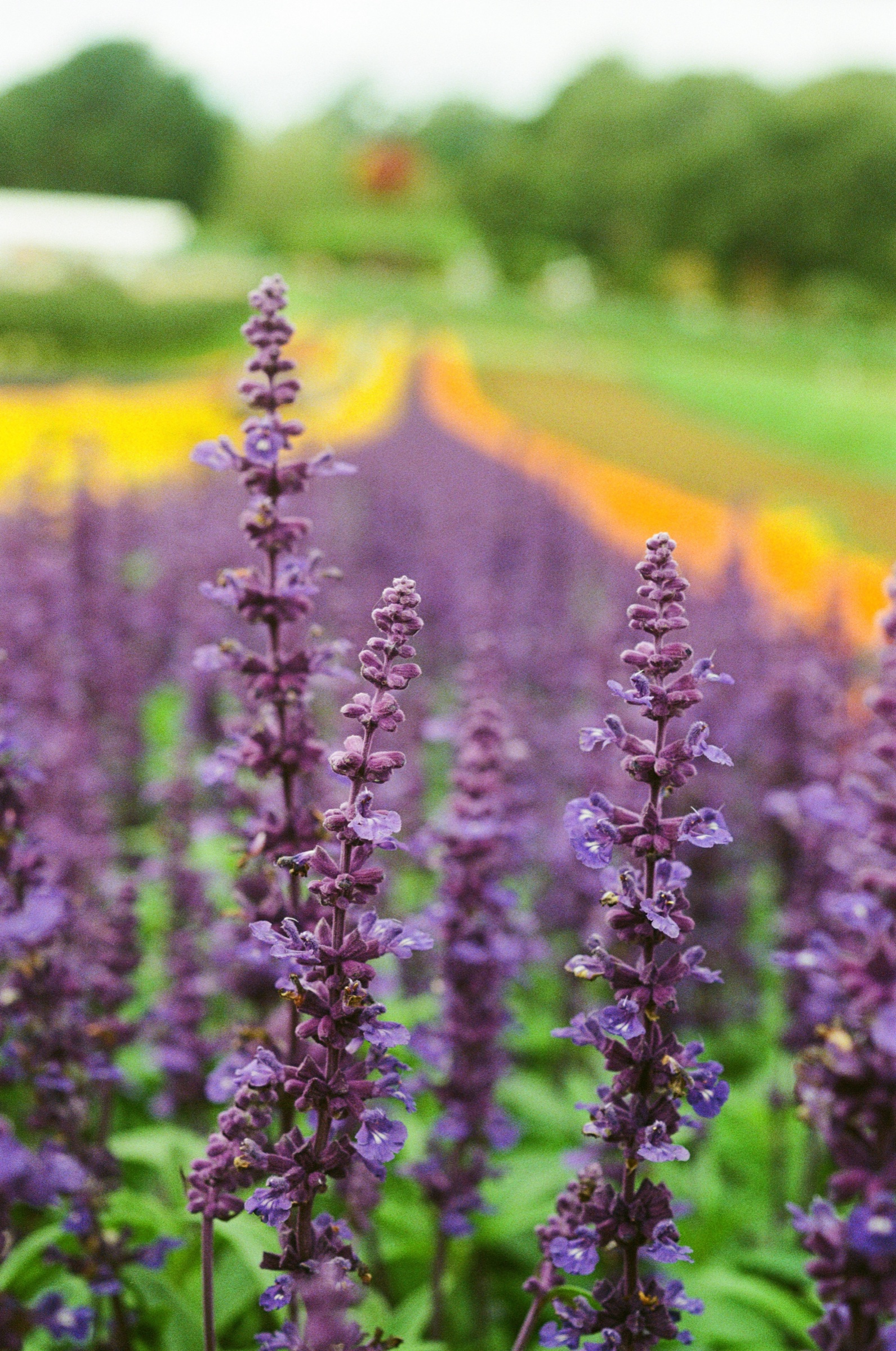 Tesselaar Flower Farm frame 3