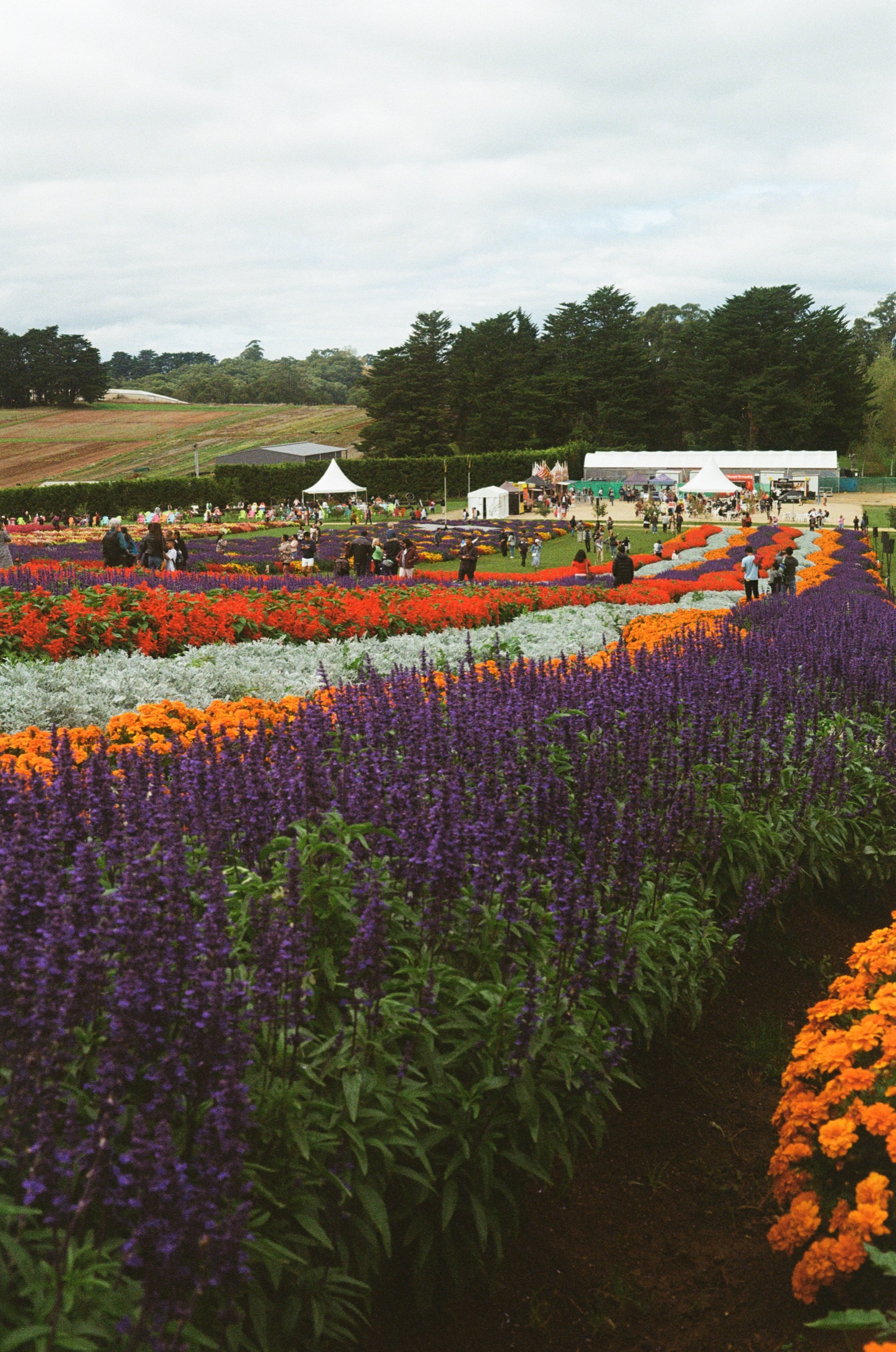 Tesselaar Flower Farm frame 4