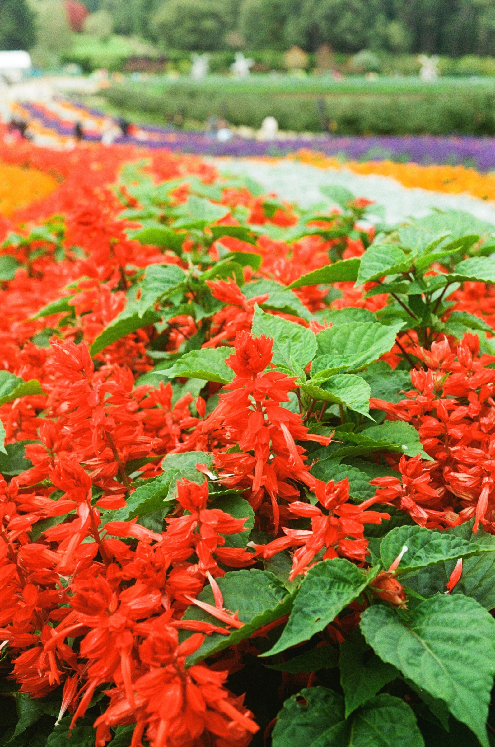 Tesselaar Flower Farm frame 5