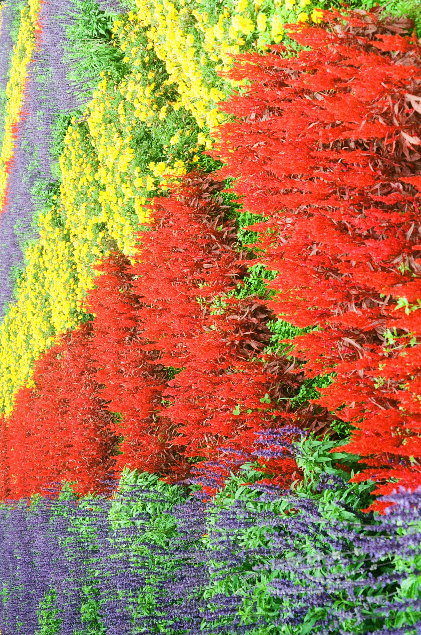 Tesselaar Flower Farm frame 6