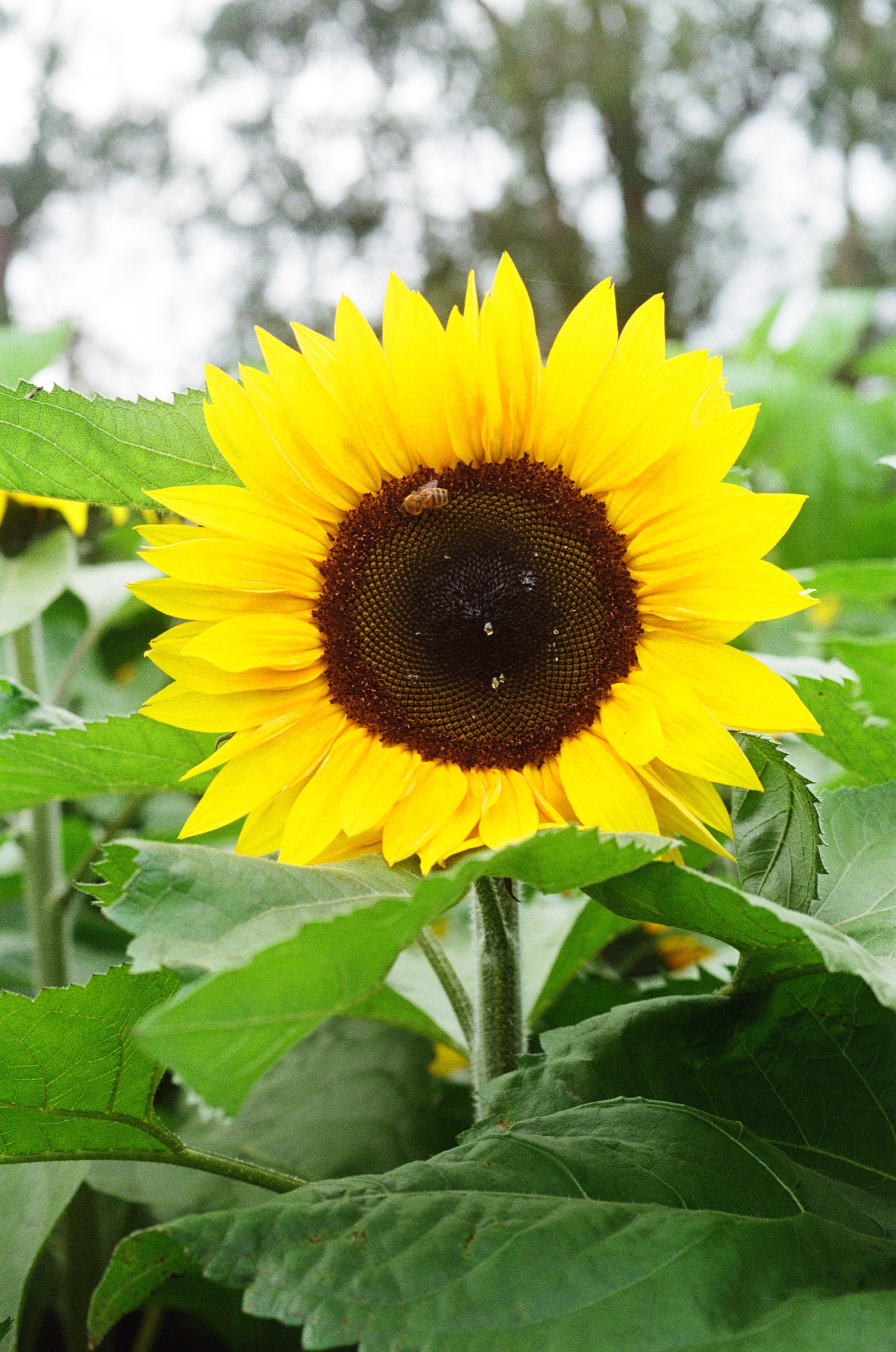 Tesselaar Flower Farm frame 12