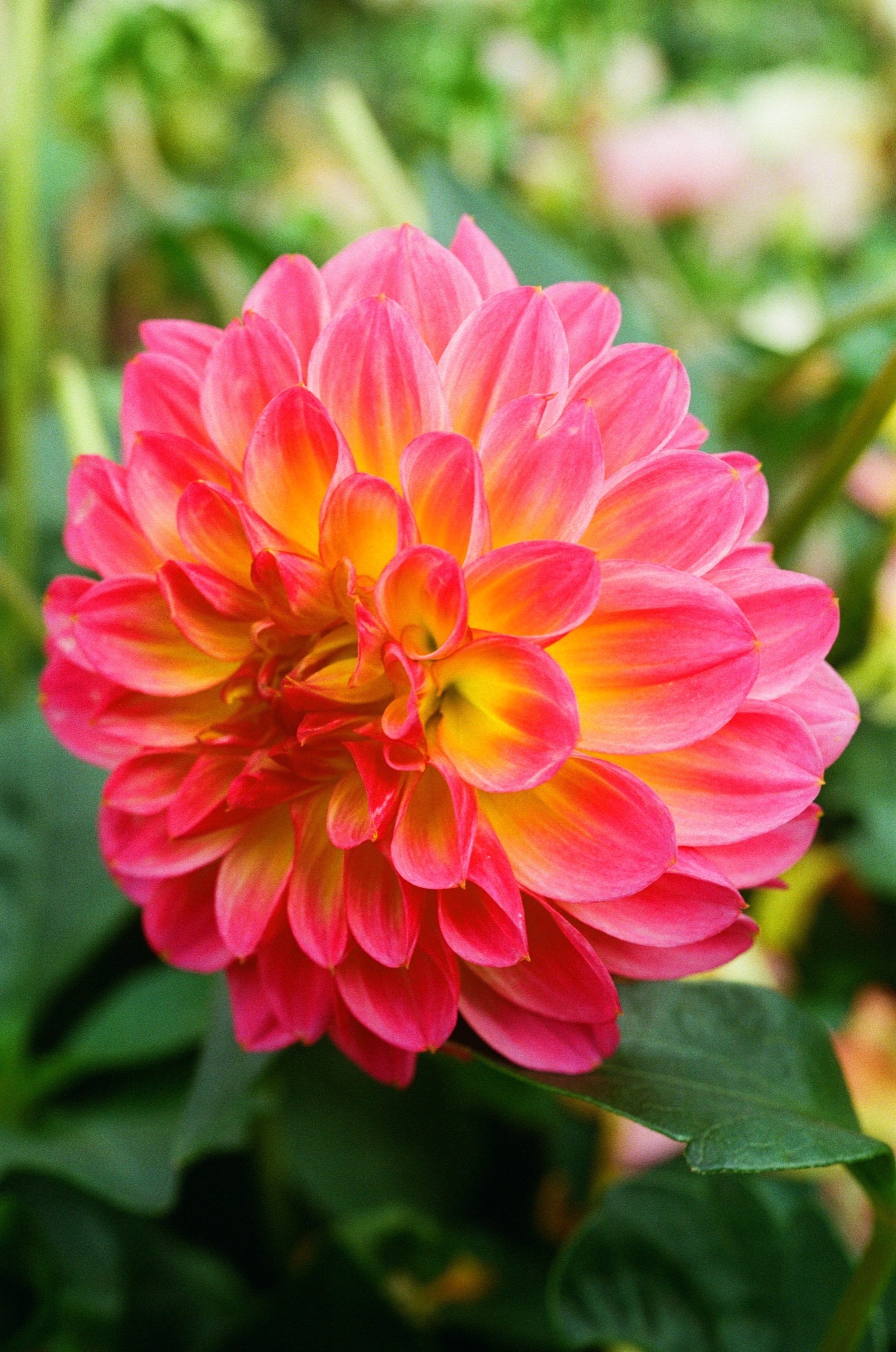 Tesselaar Flower Farm frame 16