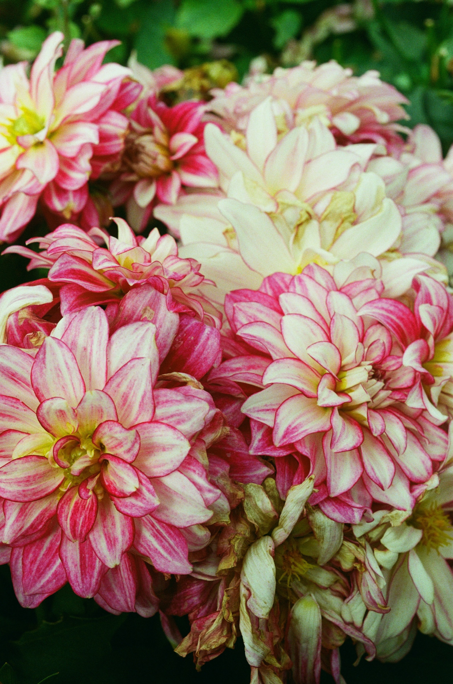 Tesselaar Flower Farm frame 17
