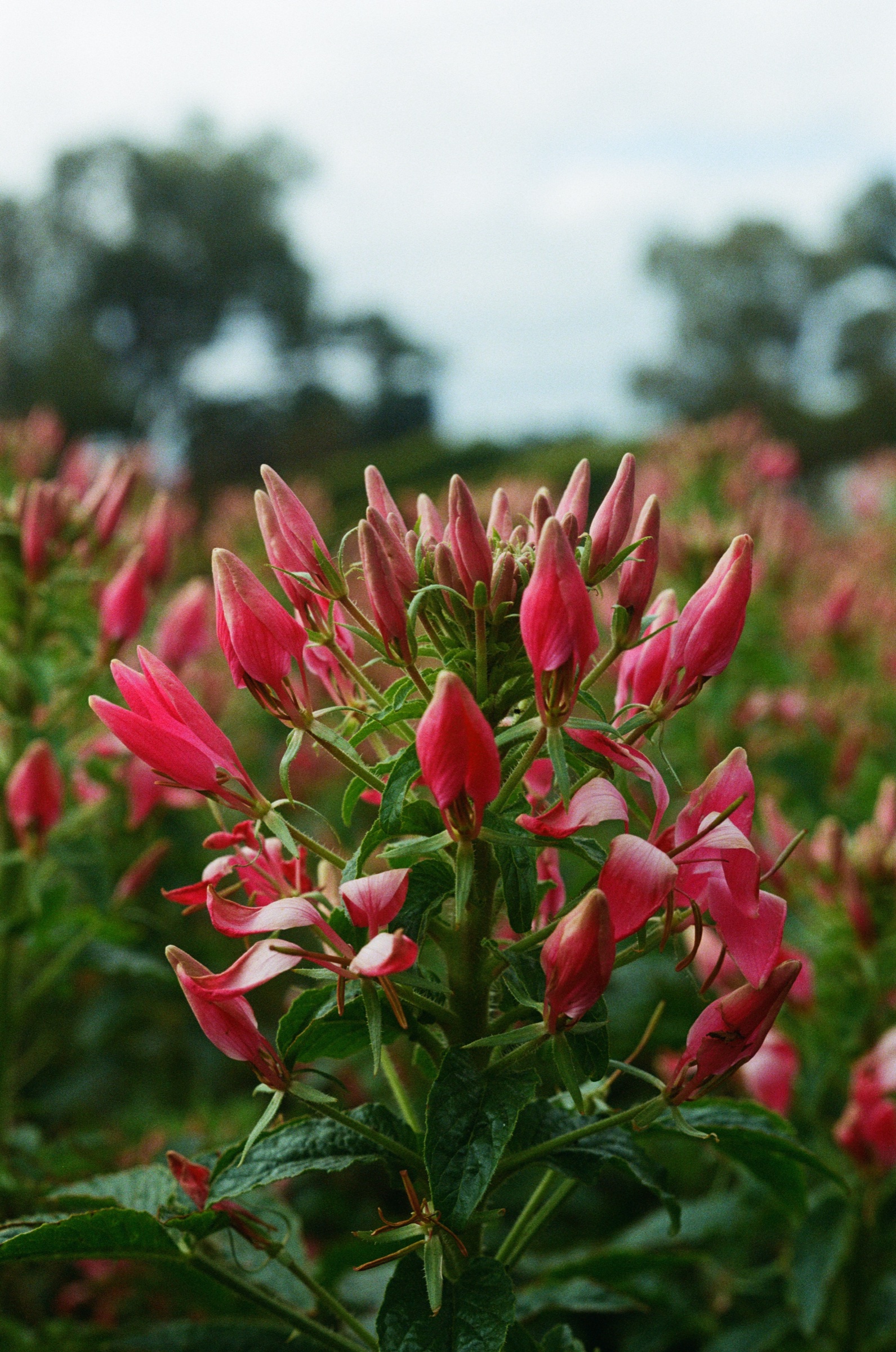 Tesselaar Flower Farm frame 20