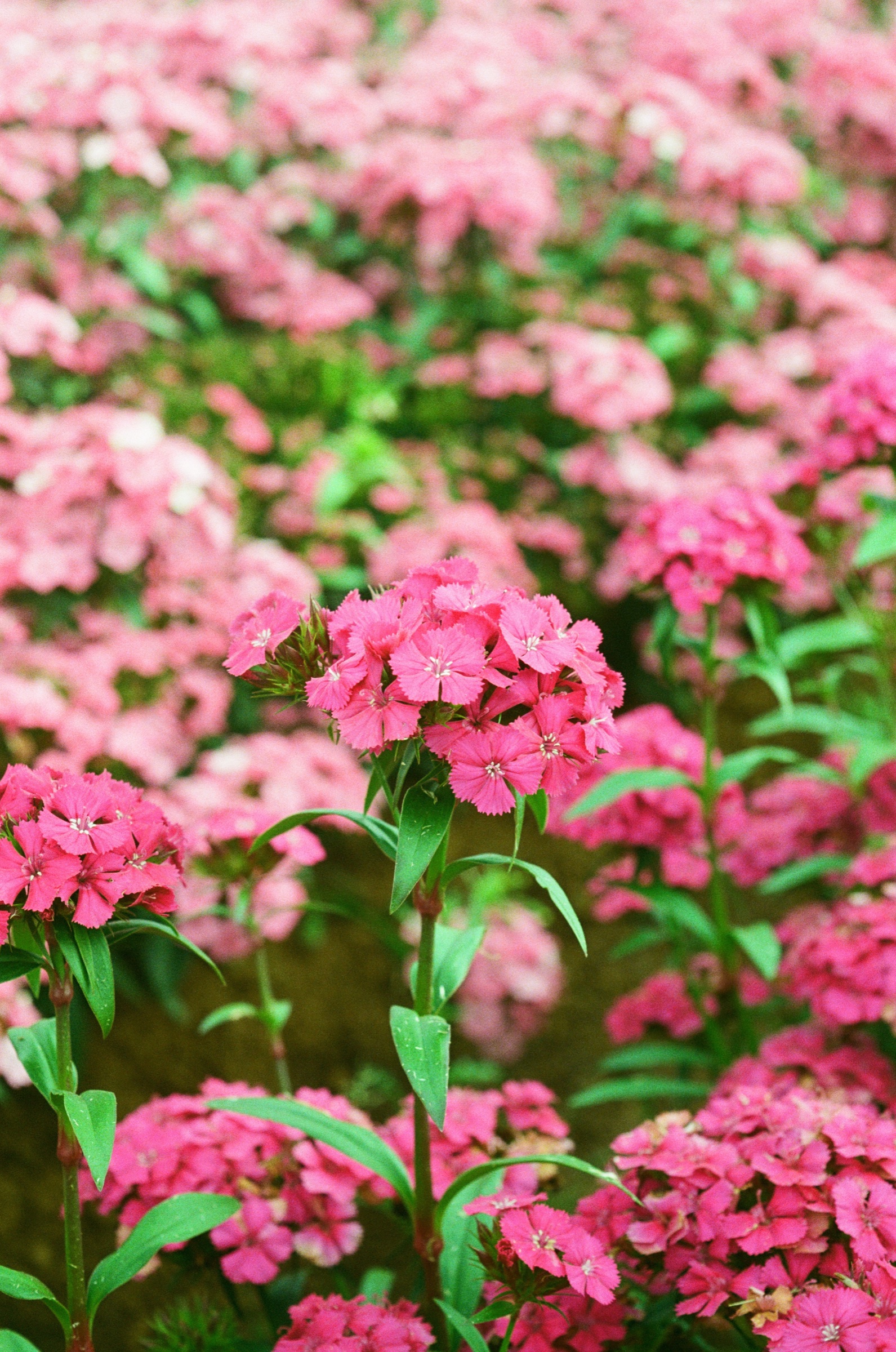 Tesselaar Flower Farm frame 21
