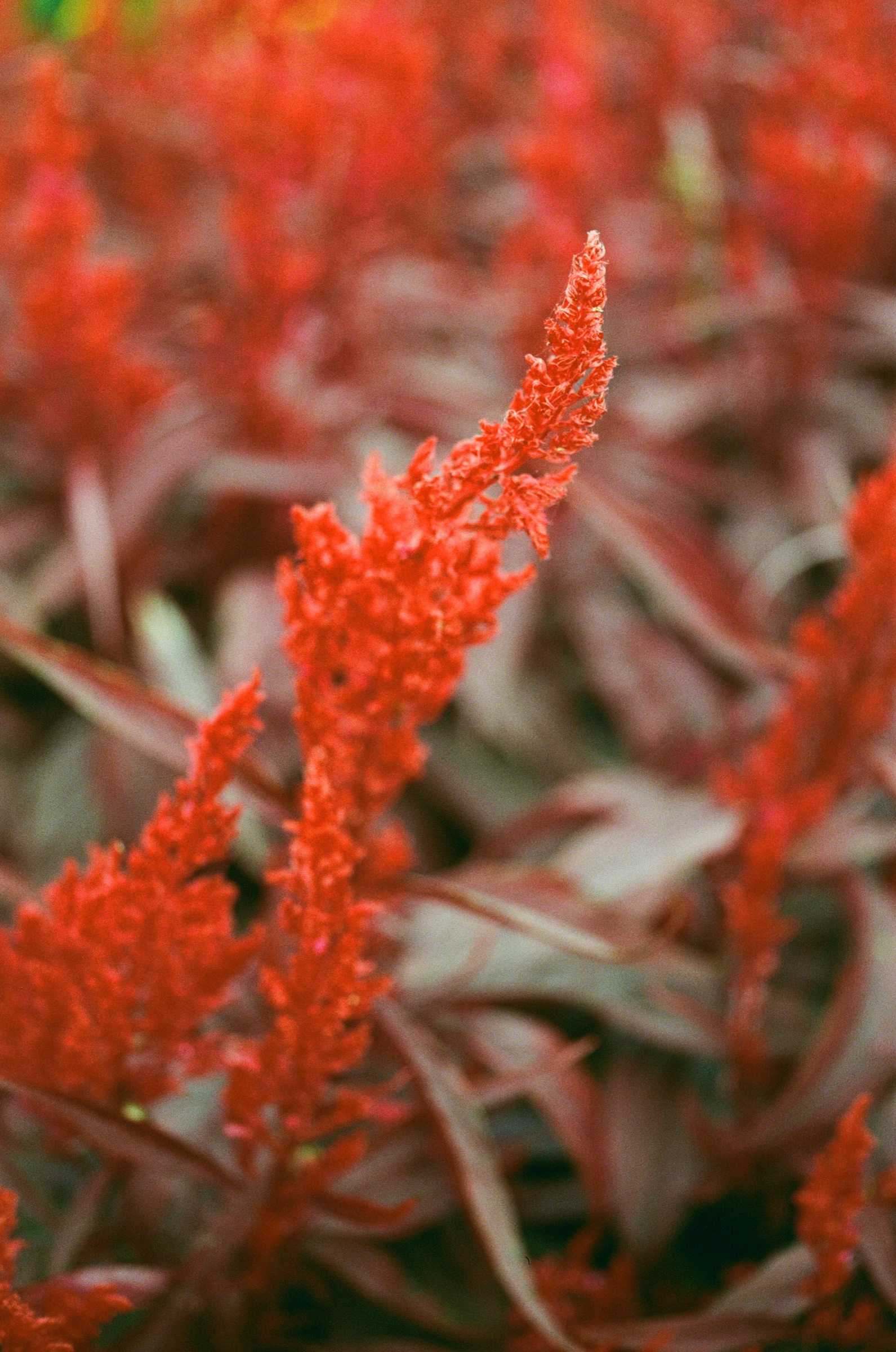 Tesselaar Flower Farm frame 24