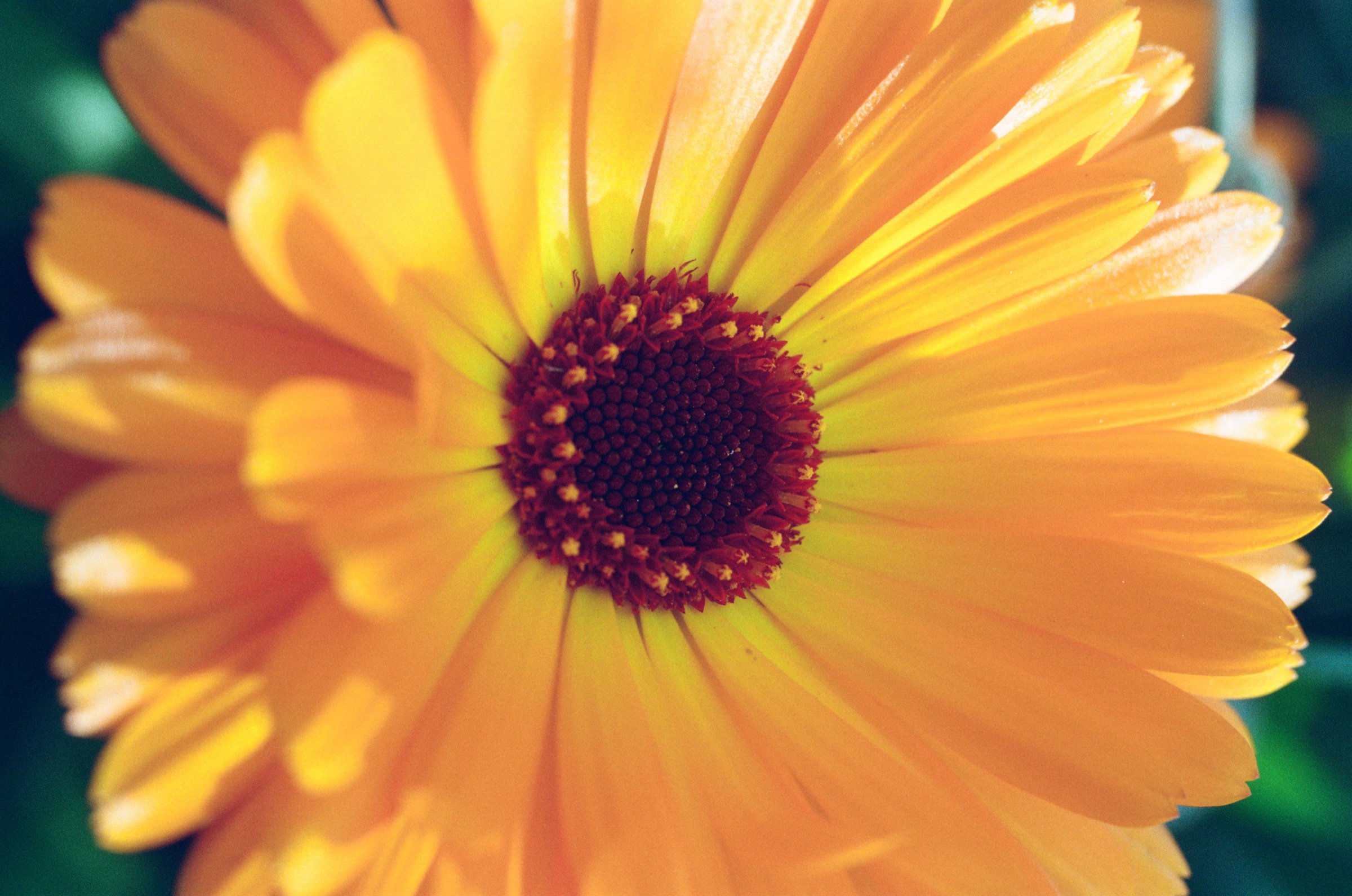 Tesselaar Flower Farm frame 30