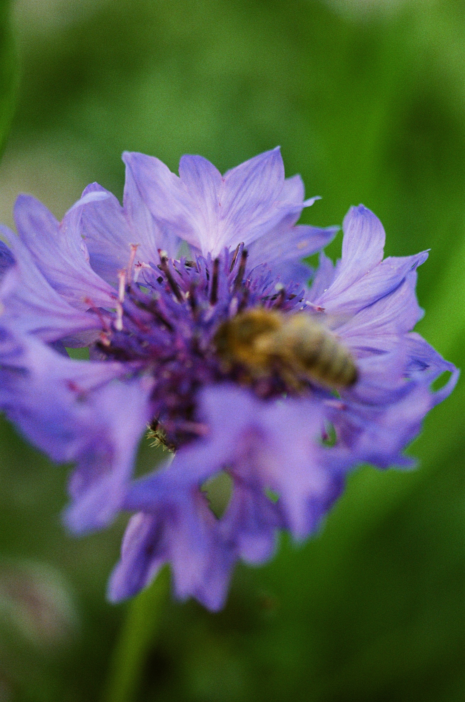 Tesselaar Flower Farm frame 33