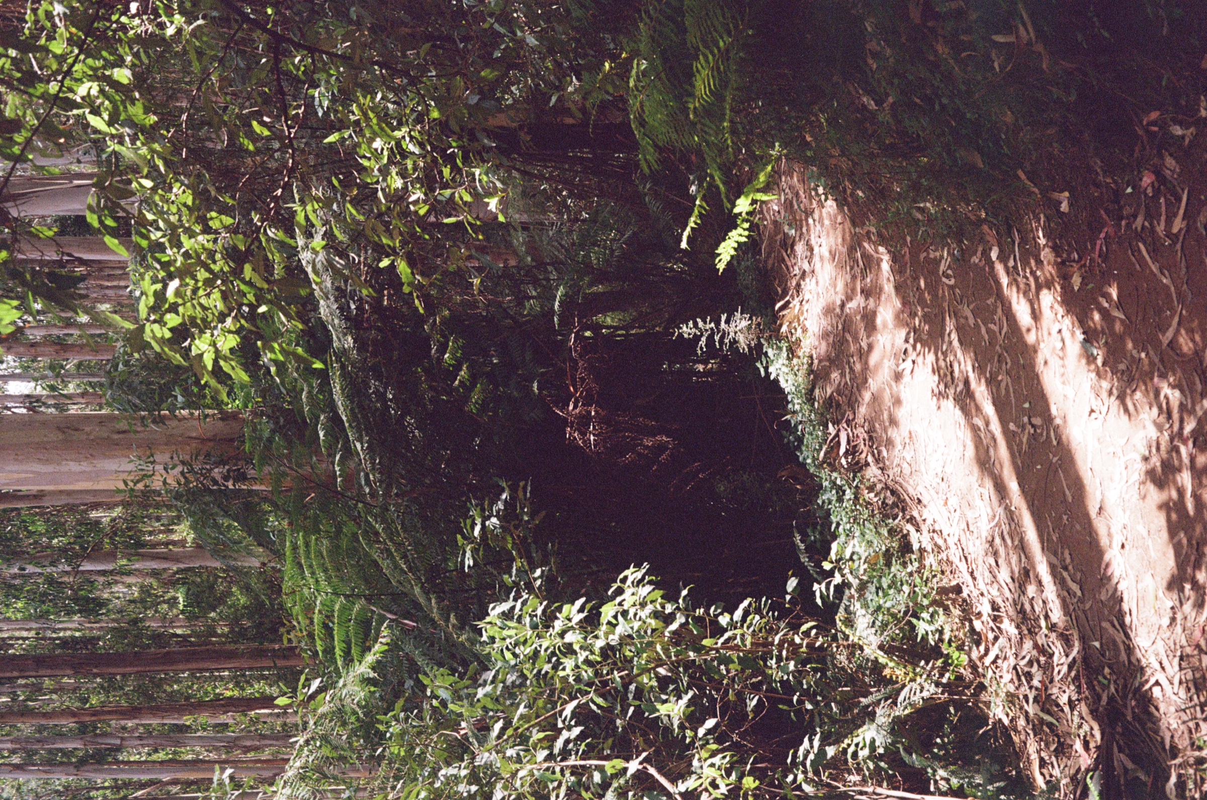 Toorongo Falls Walk frame 3