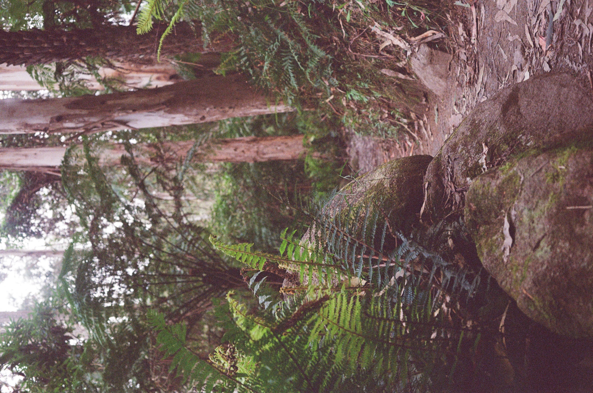 Toorongo Falls Walk frame 7