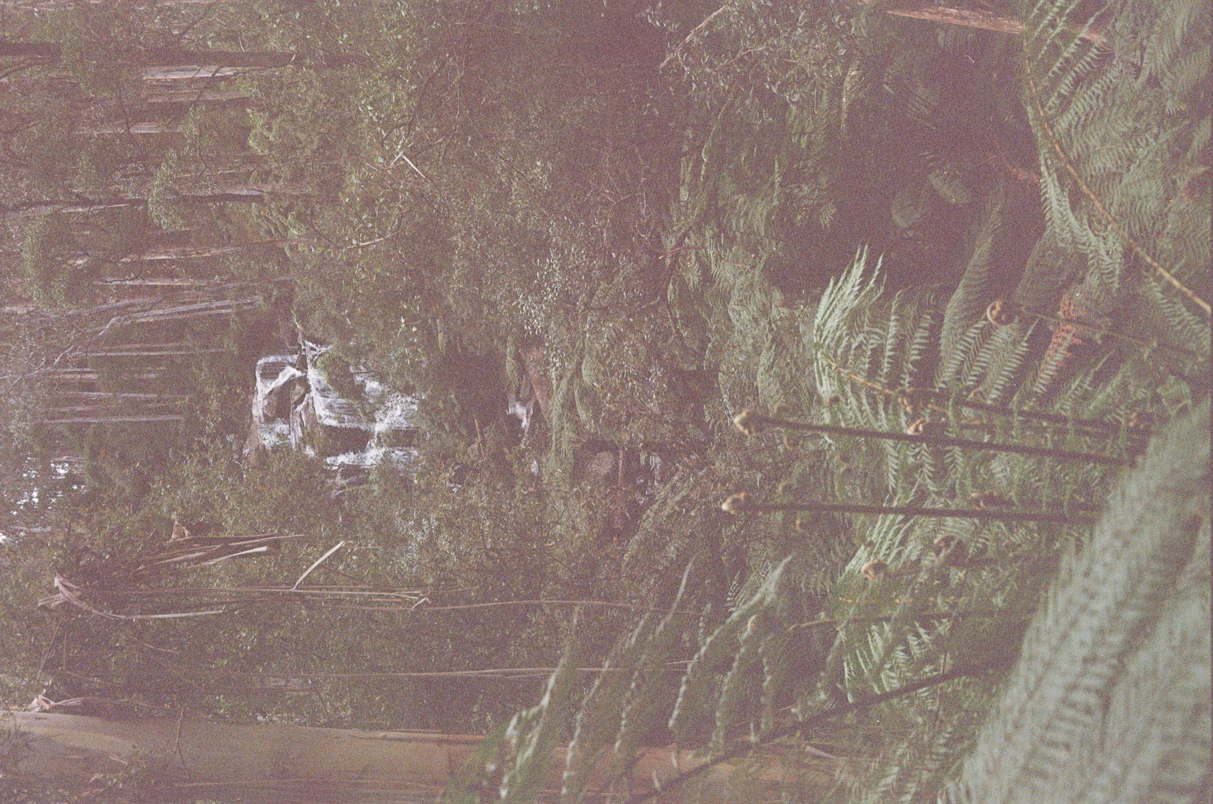 Toorongo Falls Walk frame 8