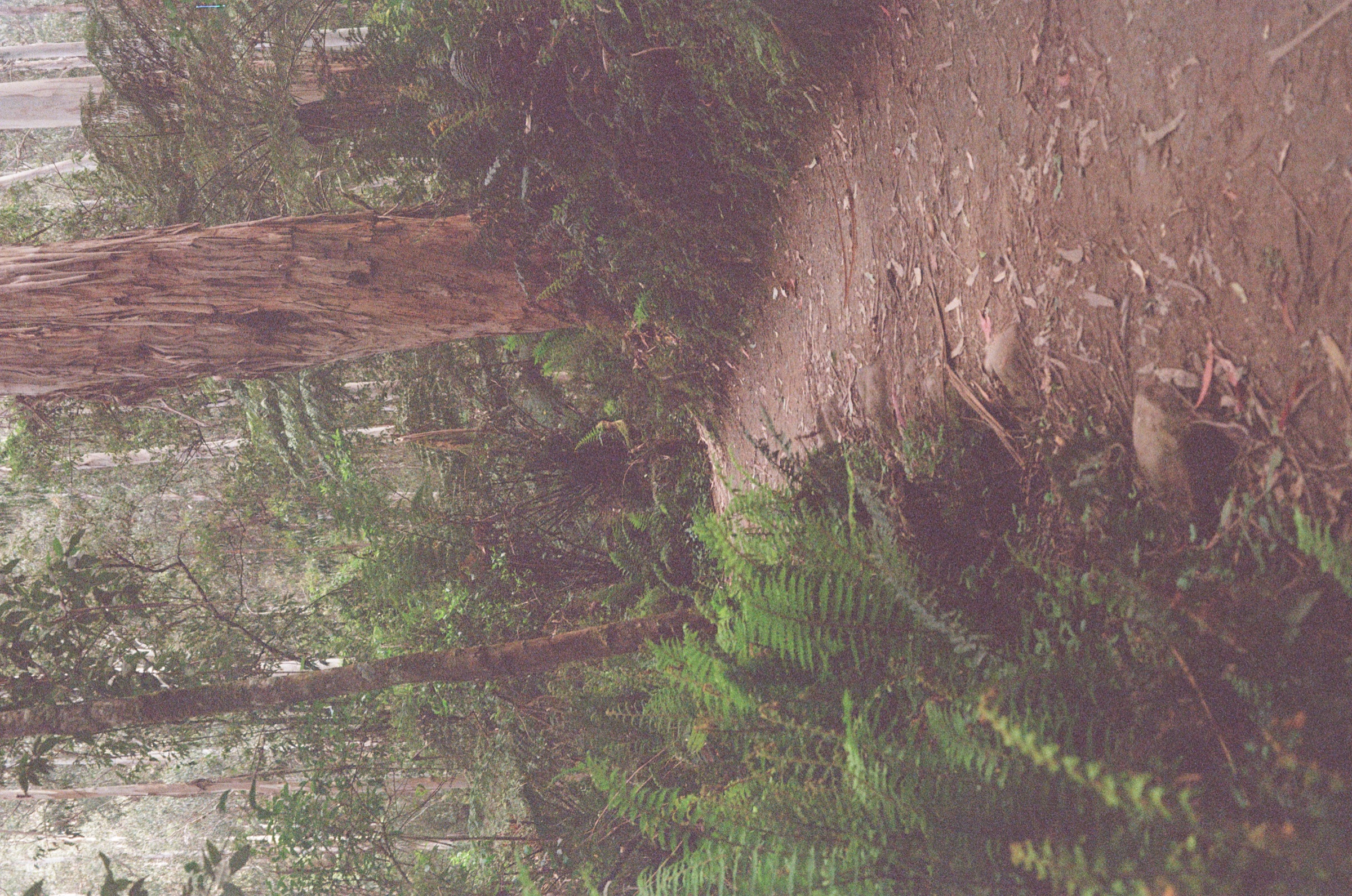 Toorongo Falls Walk frame 9