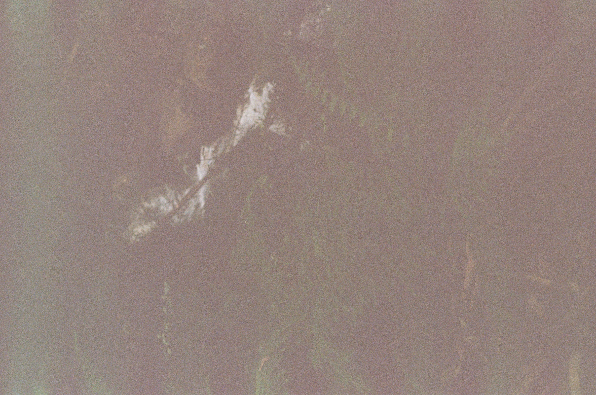 Toorongo Falls Walk frame 11