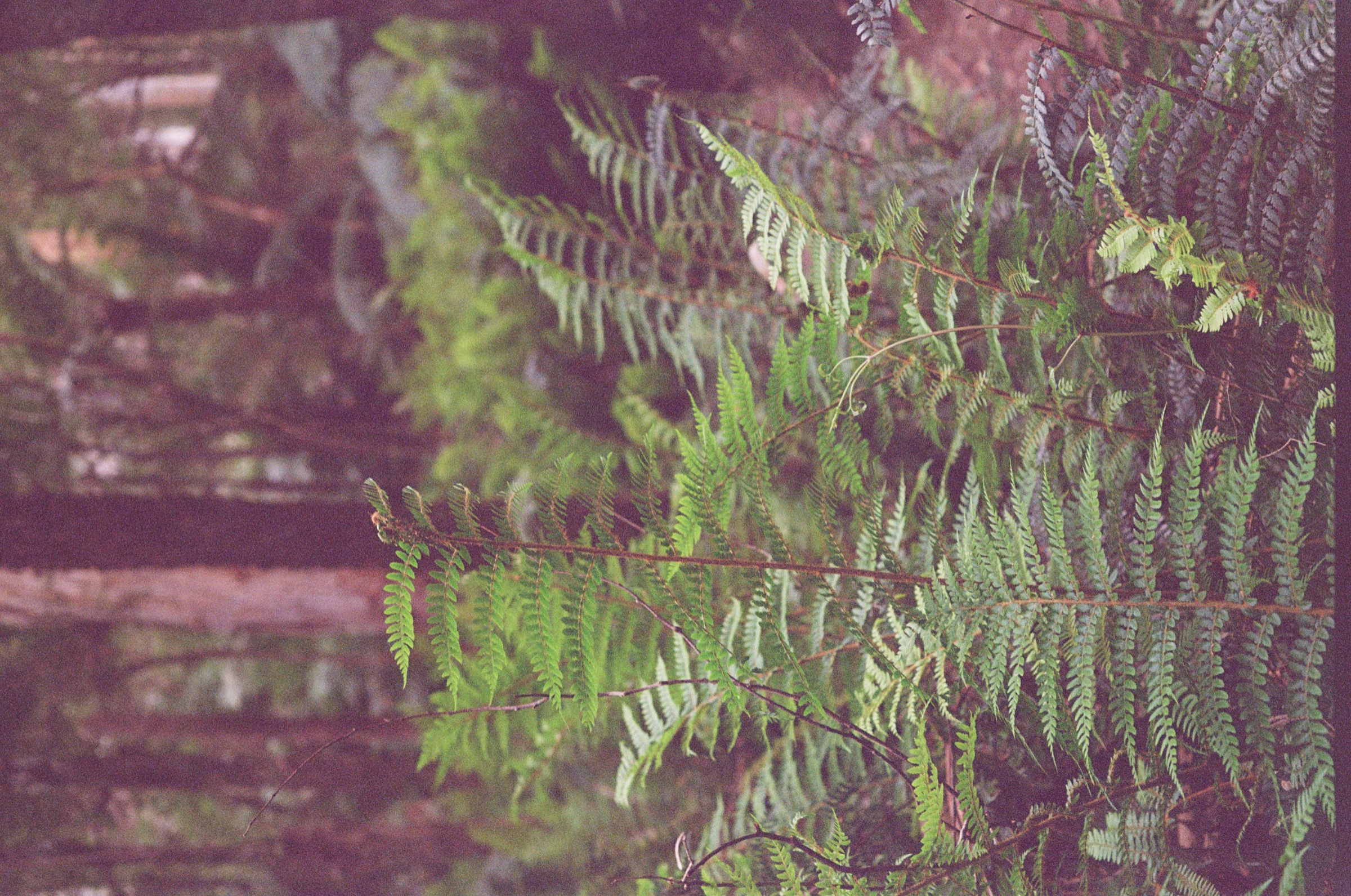 Toorongo Falls Walk frame 12