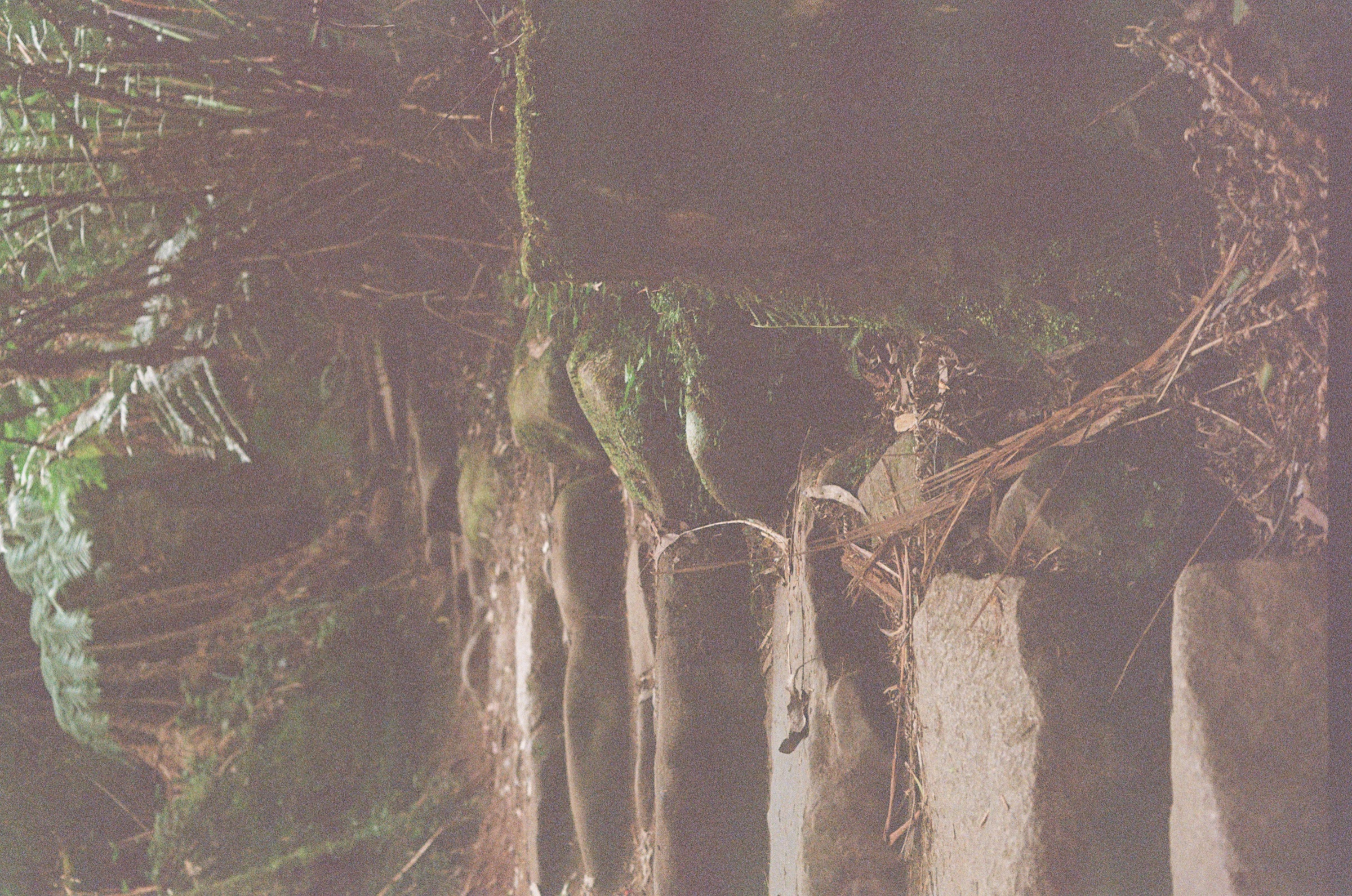 Toorongo Falls Walk frame 13