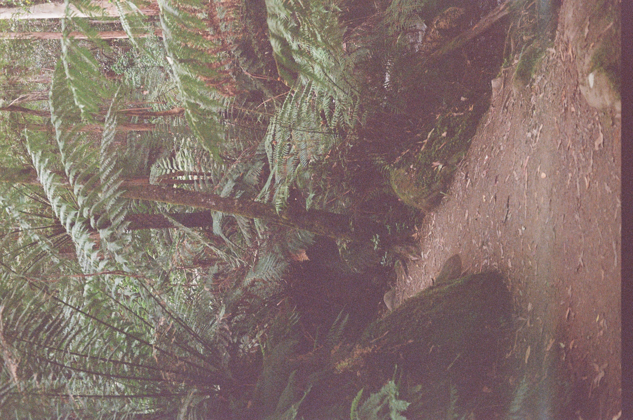 Toorongo Falls Walk frame 14
