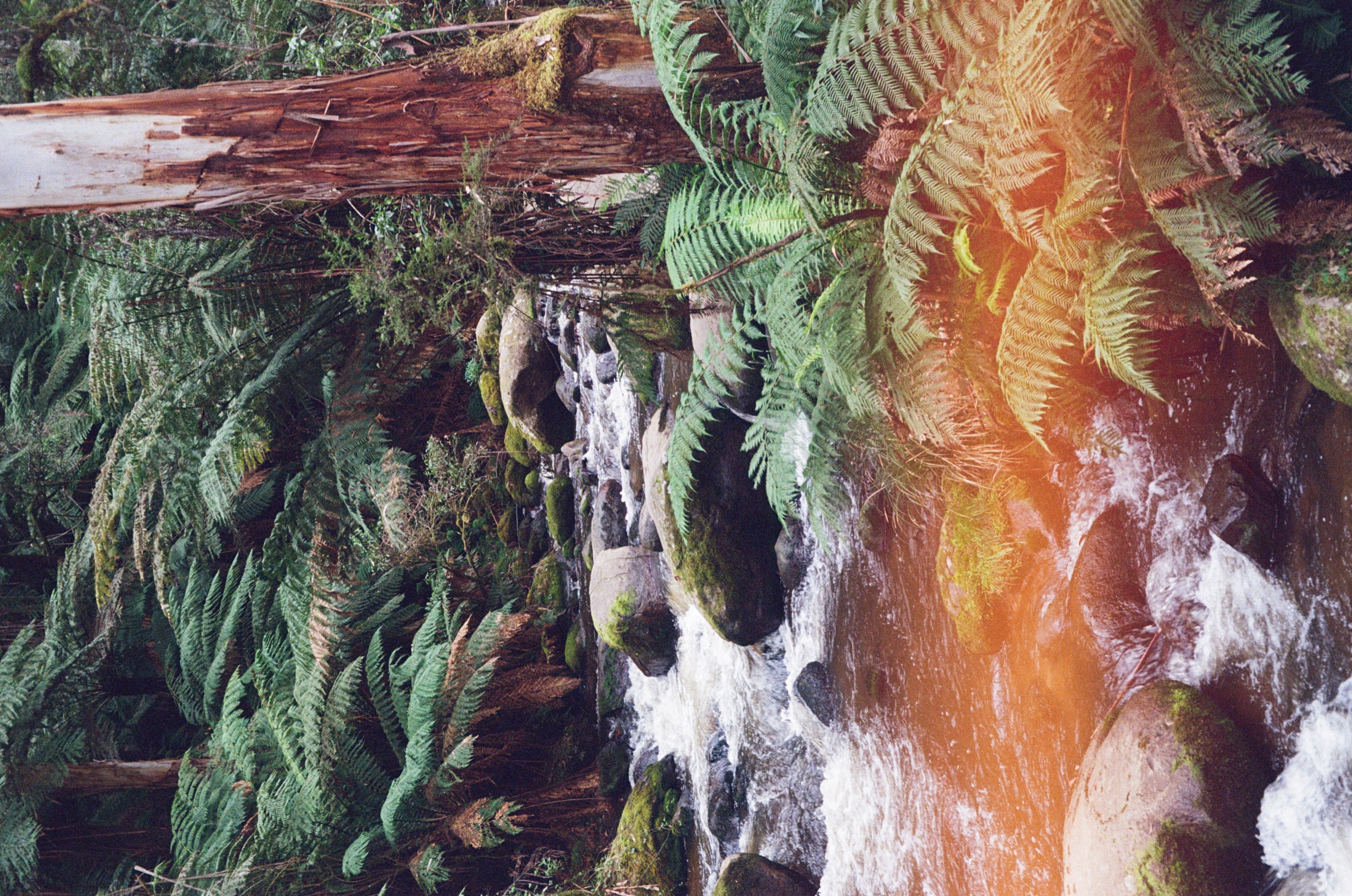 Toorongo Falls Walk frame 19